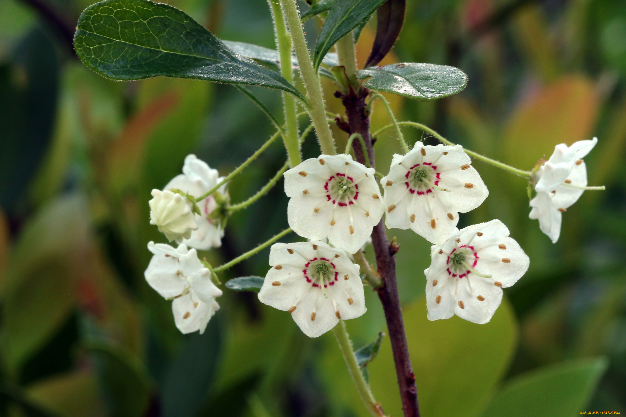 цветы, цветущие, деревья, , , кустарники, белые
