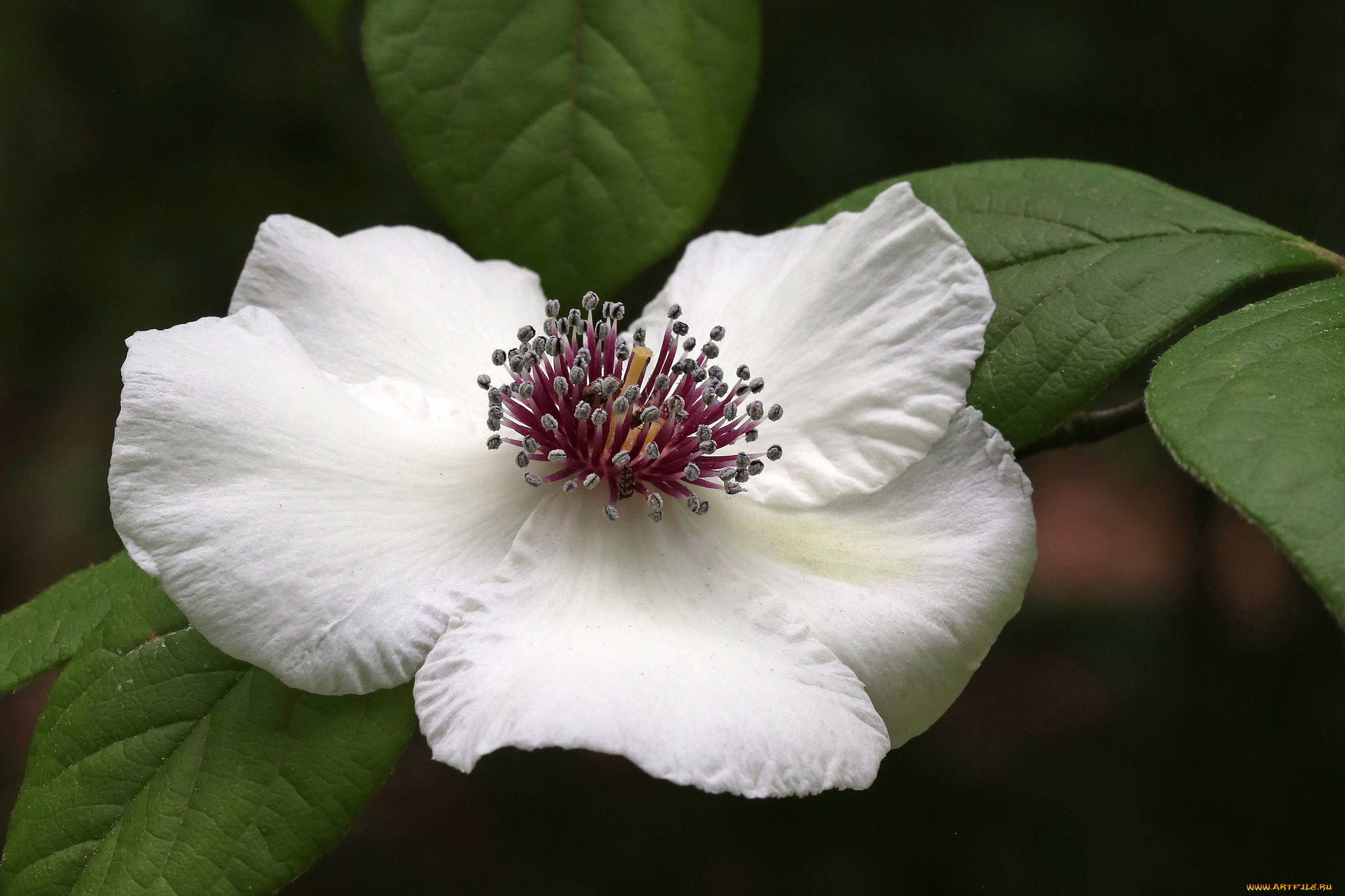 цветы, клематис, , ломонос, клематис