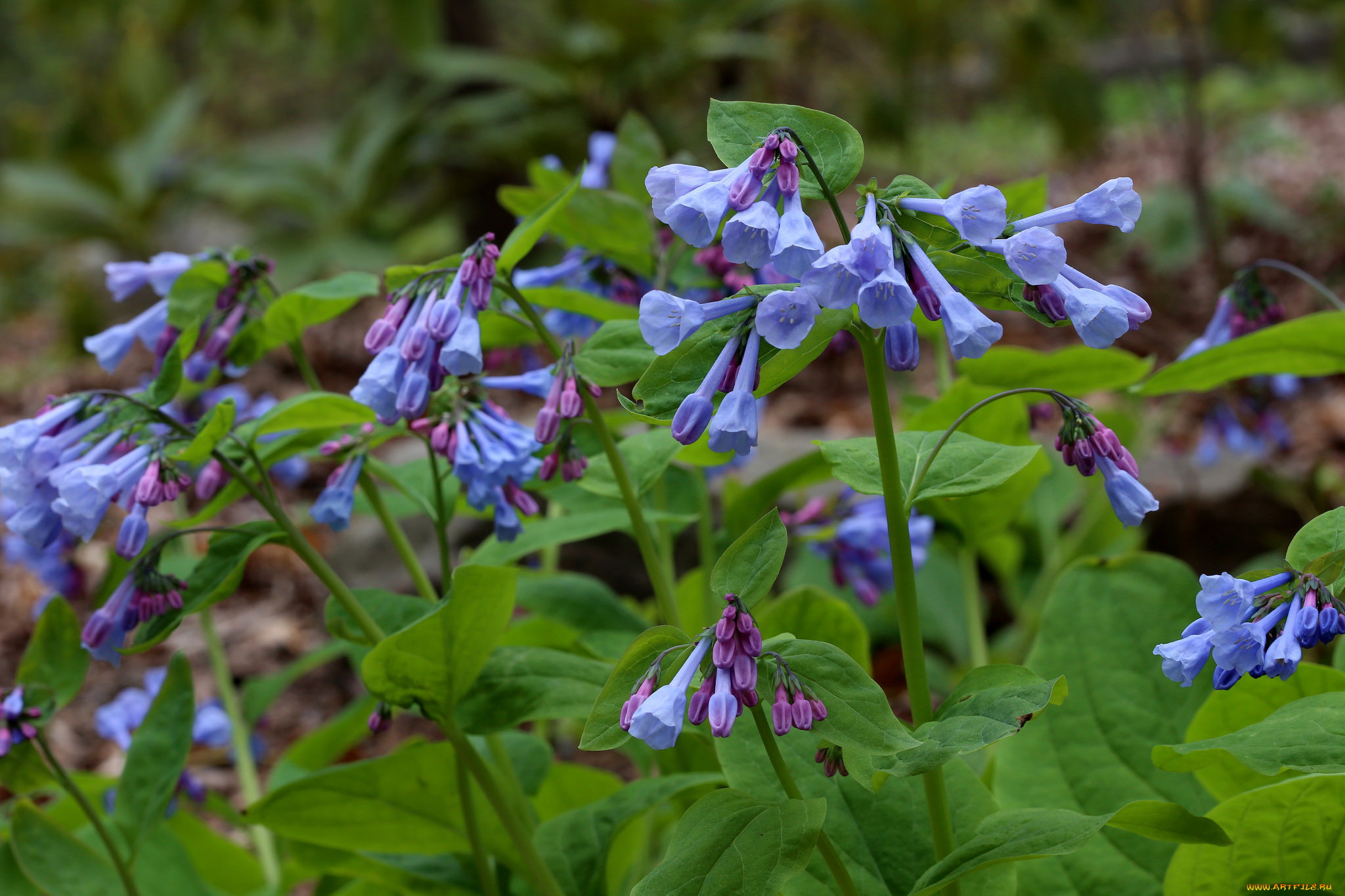 цветы, луговые, , полевые, , цветы, сиреневые
