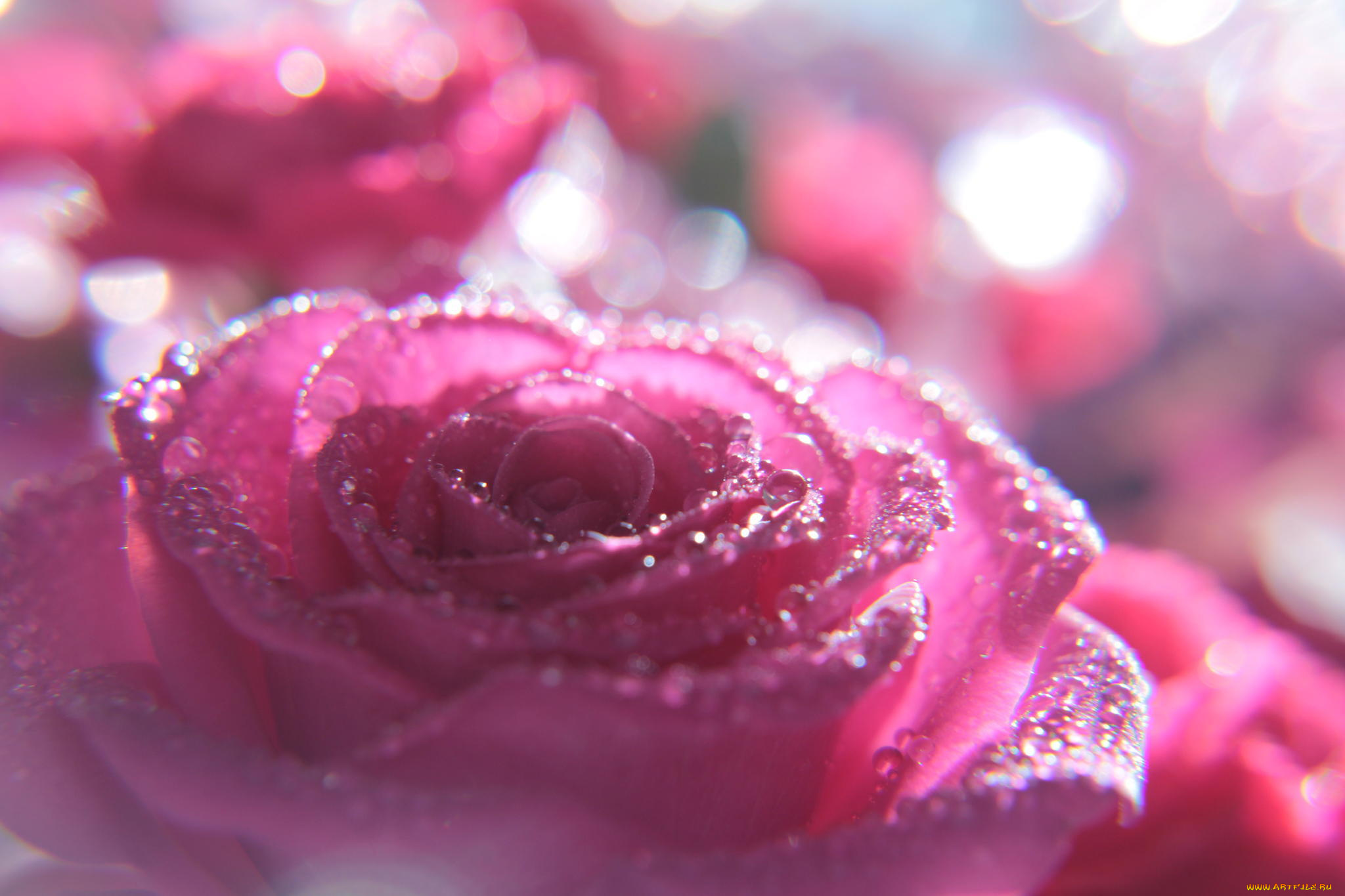 цветы, розы, роза, розовый, макро, капли, цветок