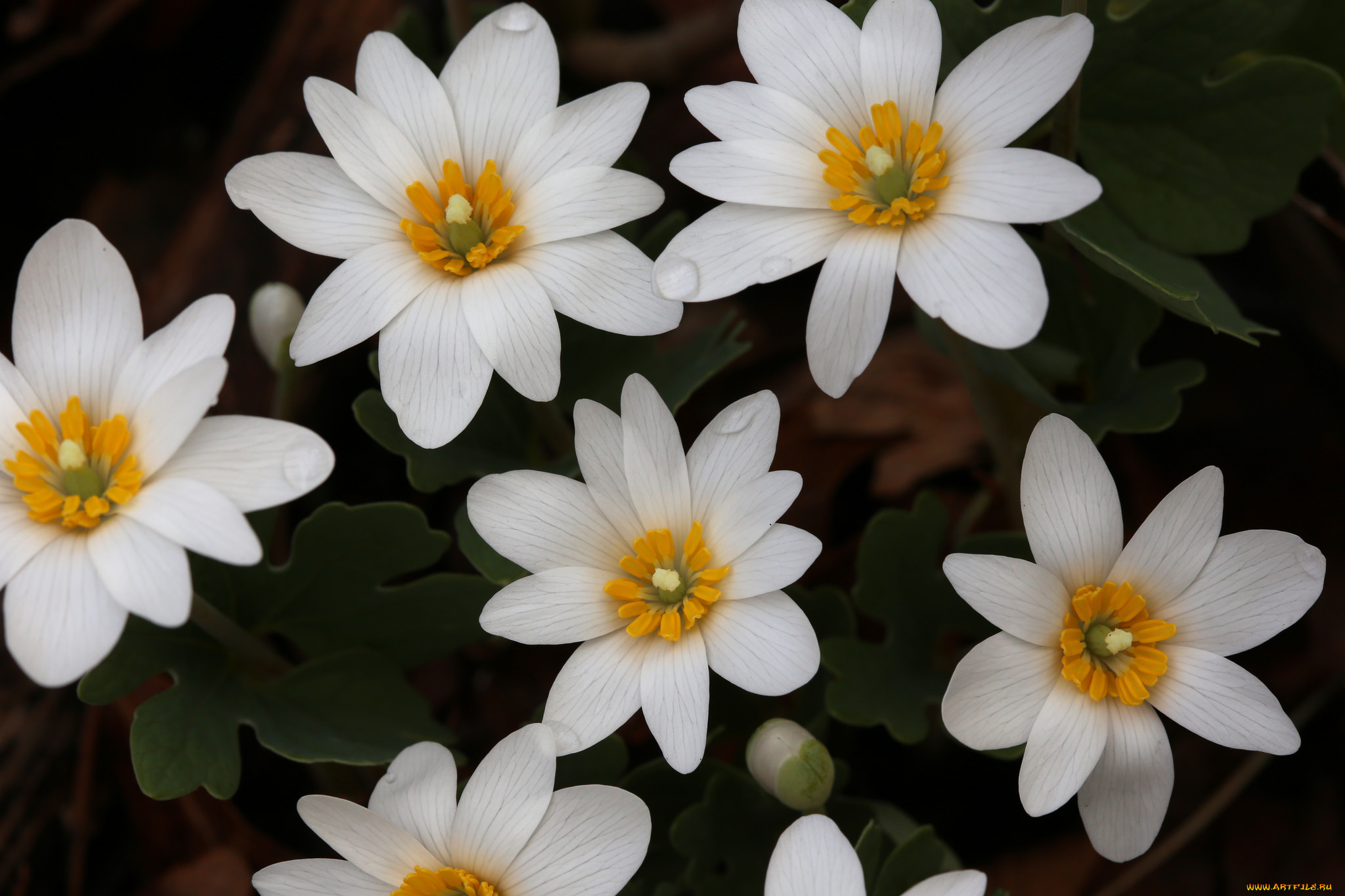 цветы, ветреницы, , печёночницы, белые