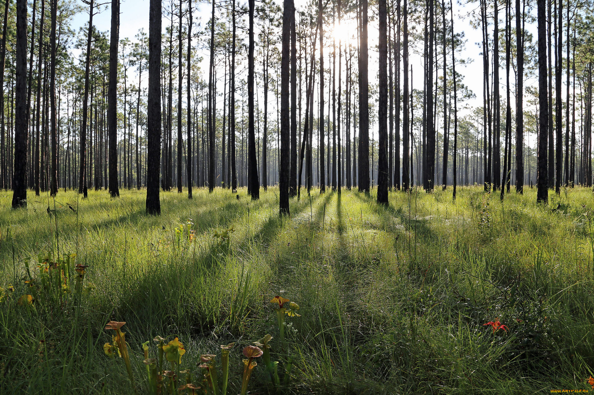 природа, лес