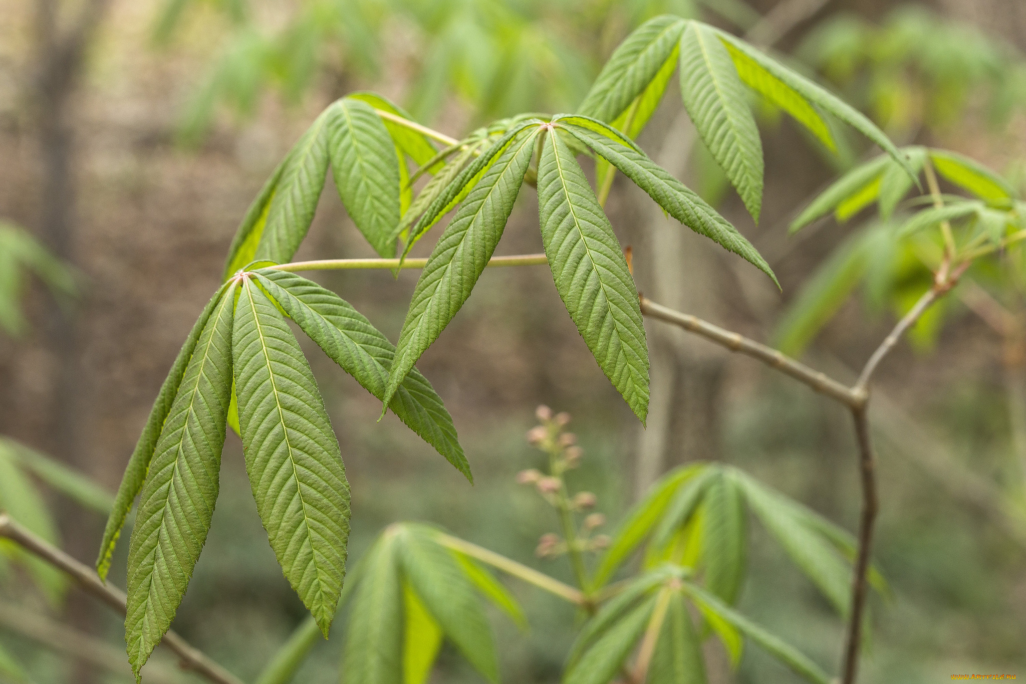 природа, листья