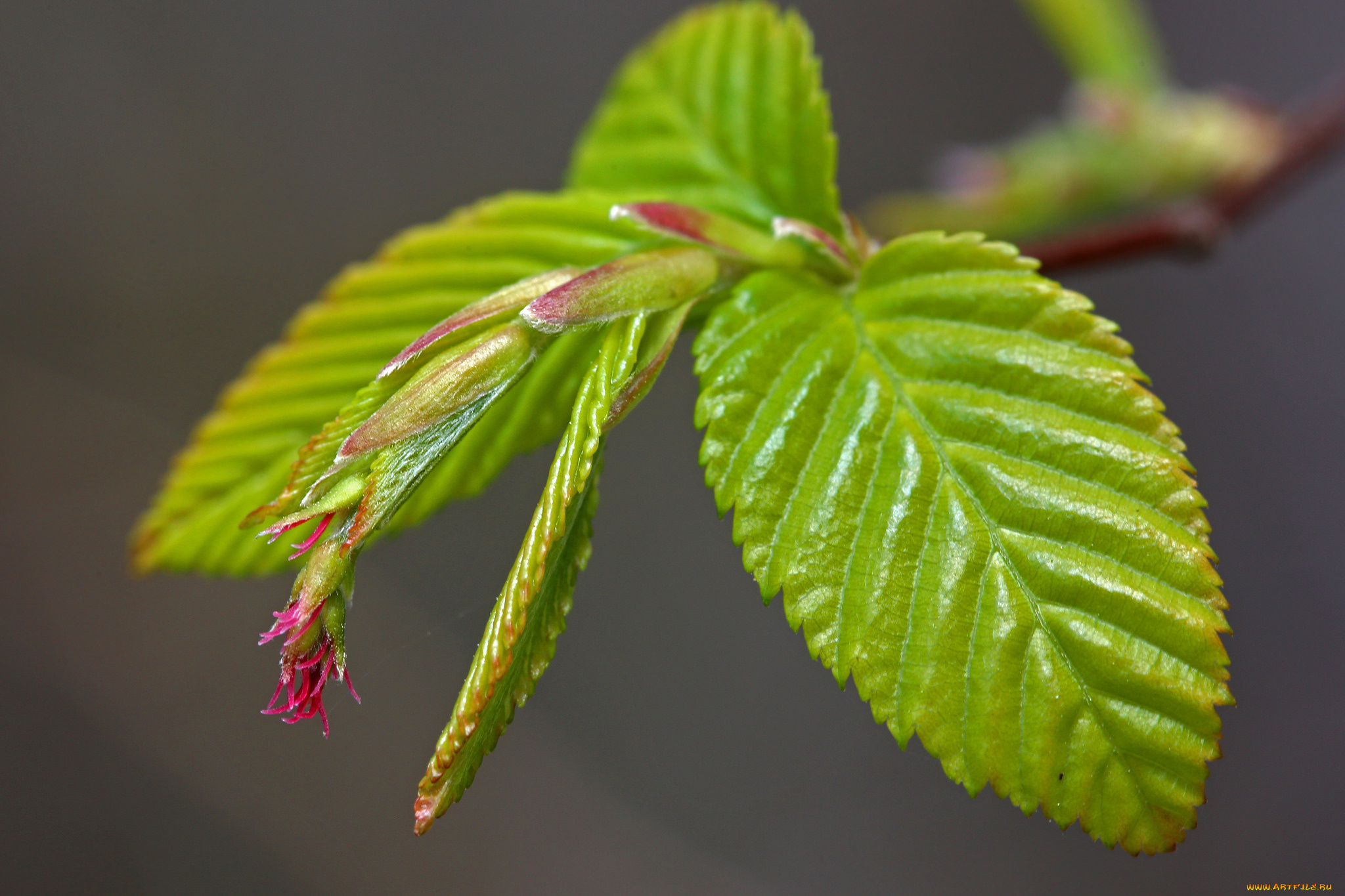 природа, листья, листочки