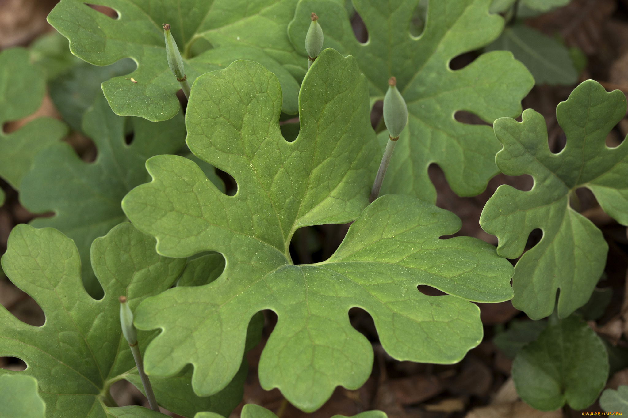 природа, листья, трава