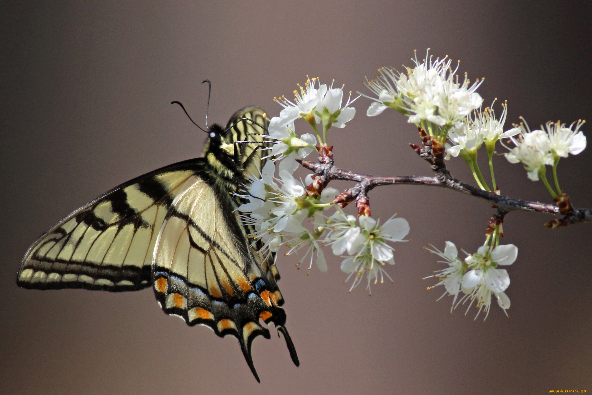 животные, бабочки, , мотыльки, , моли, бабочка