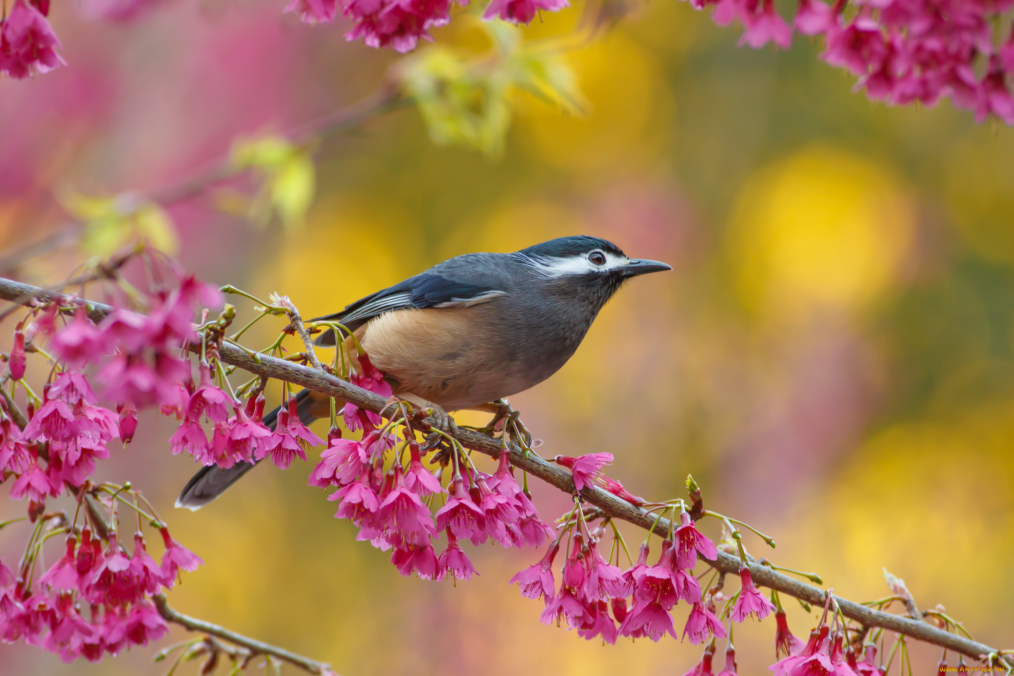 животные, птицы, птичка