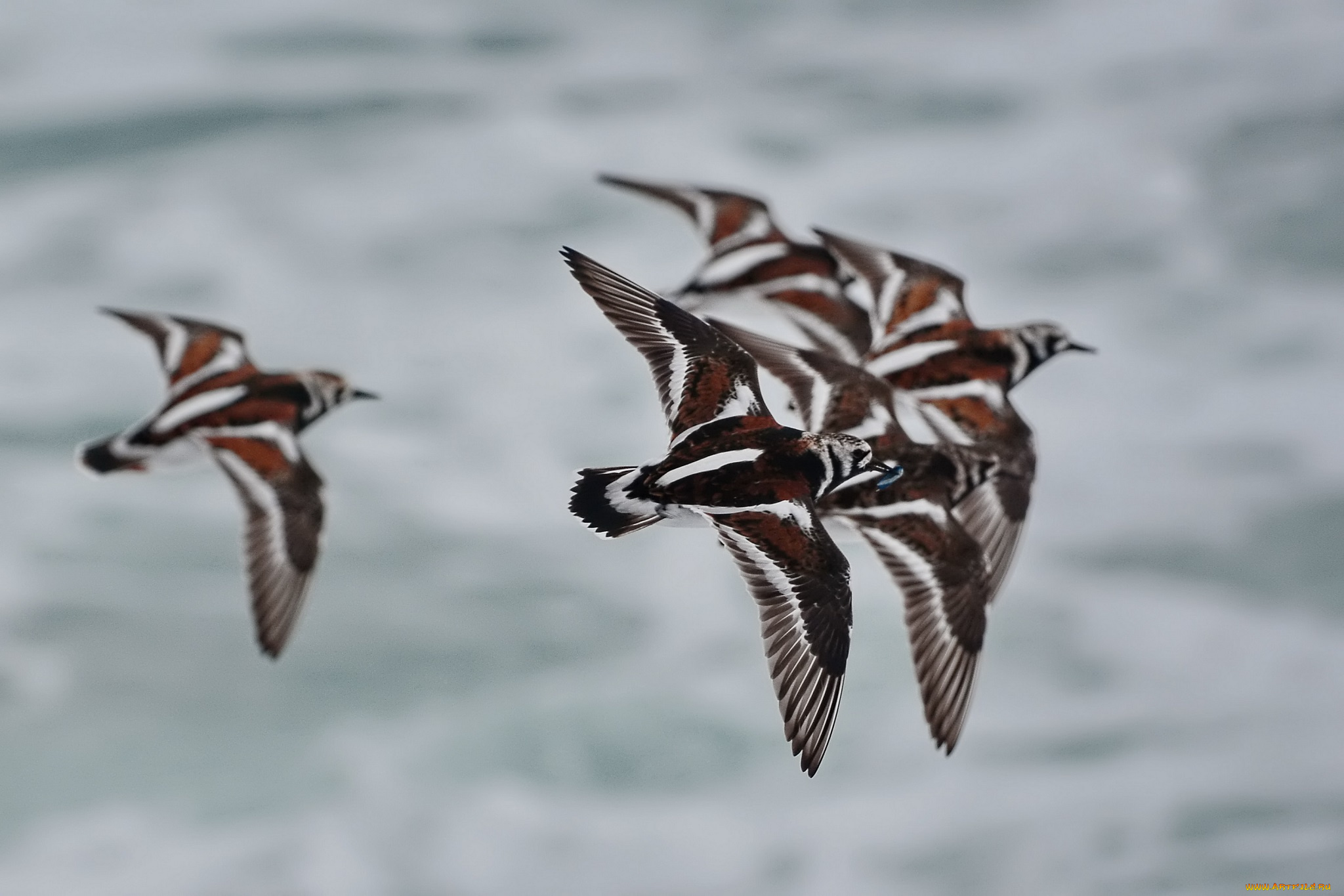 животные, птицы, сан, мигель, фотоохота, камнешарка, азоры, азорские, острова