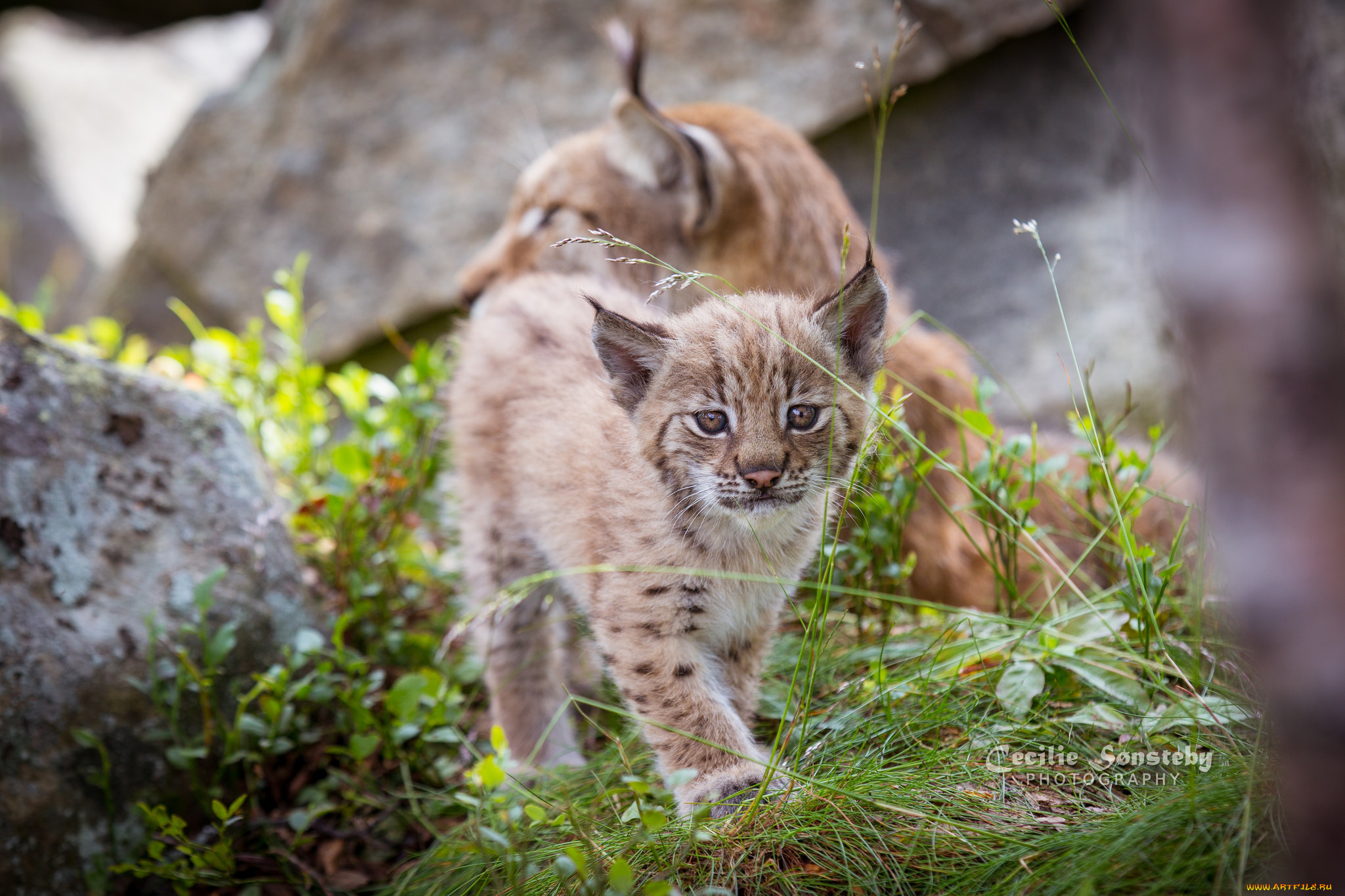 животные, рыси, кошка, рысь, листья, ветки