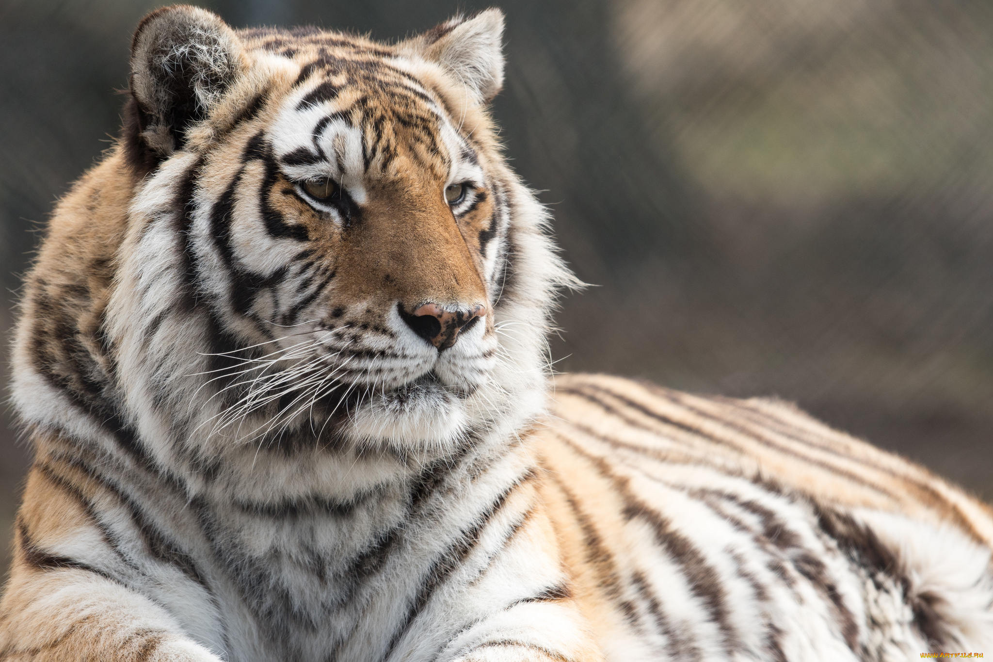 животные, тигры, амурский, тигр, кошка, отдых