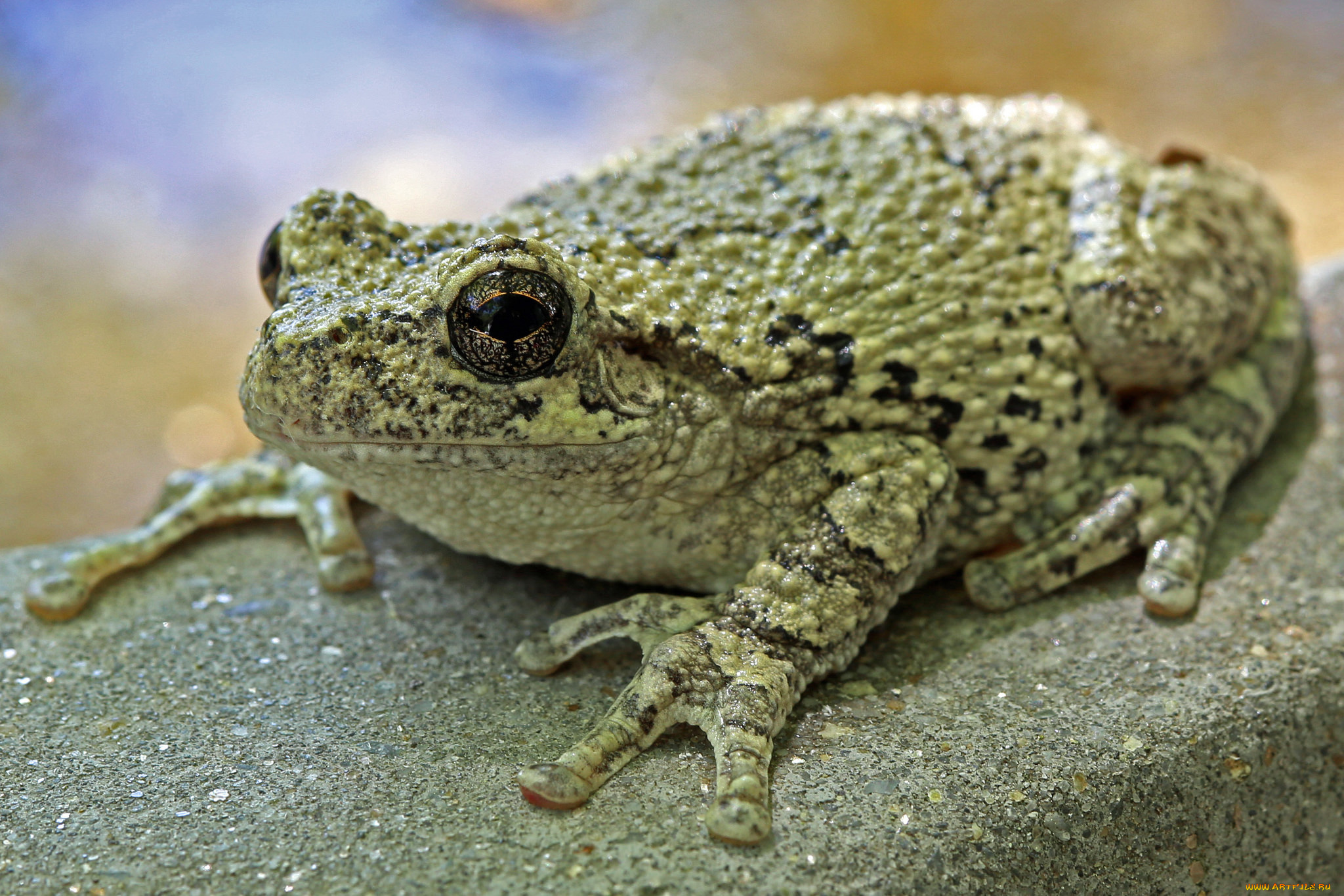 животные, лягушки, жаба