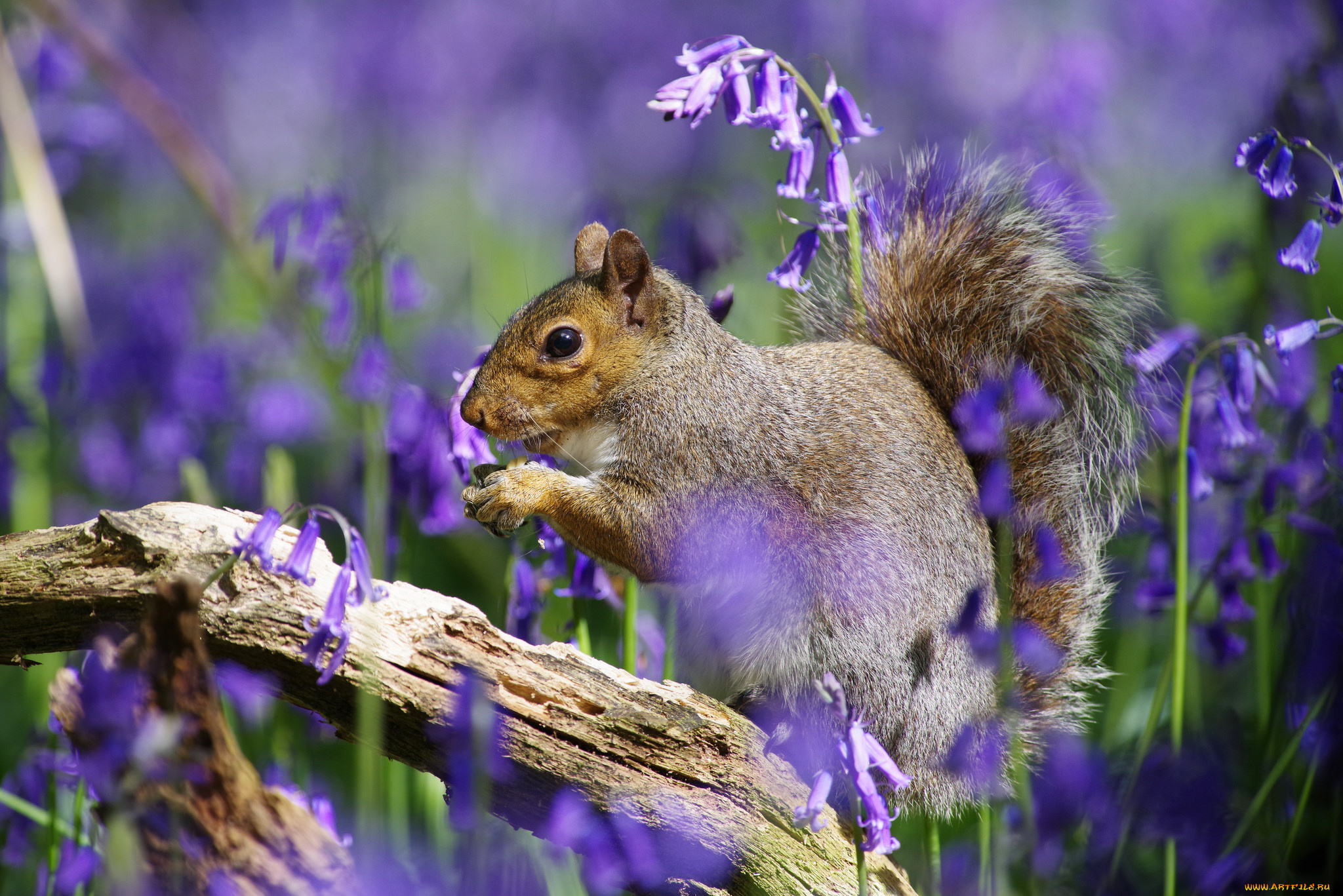 животные, белки, белка, милашка, хвостик, лапки, ушка