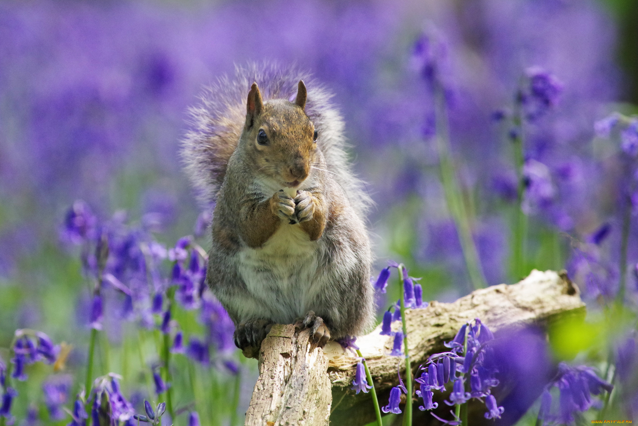 животные, белки, белка, ушка, хвостик, лапки, милашка