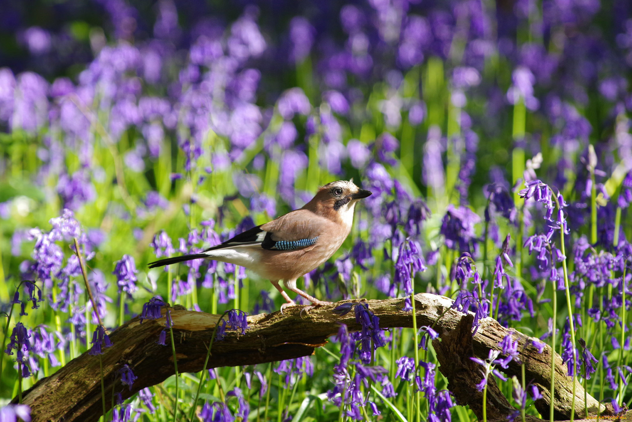 животные, птицы, птица, перья, окрас