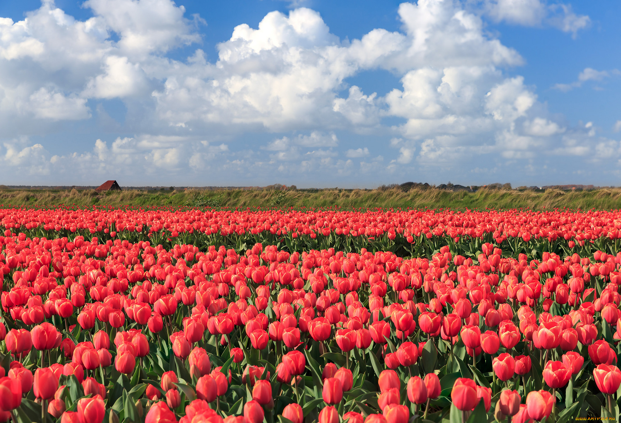 цветы, тюльпаны, цветение, разноцветные, много, лепестки