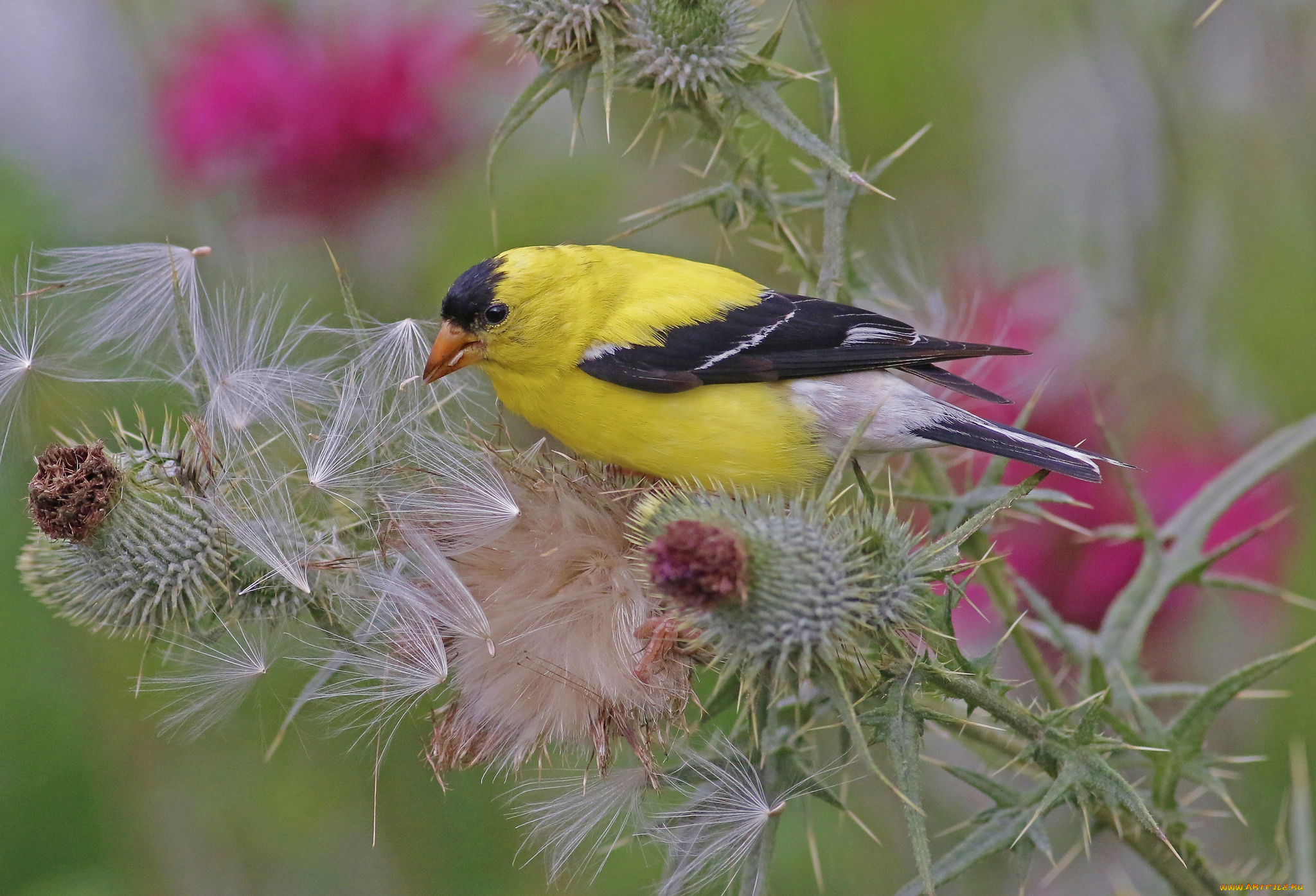 животные, птицы, птичка