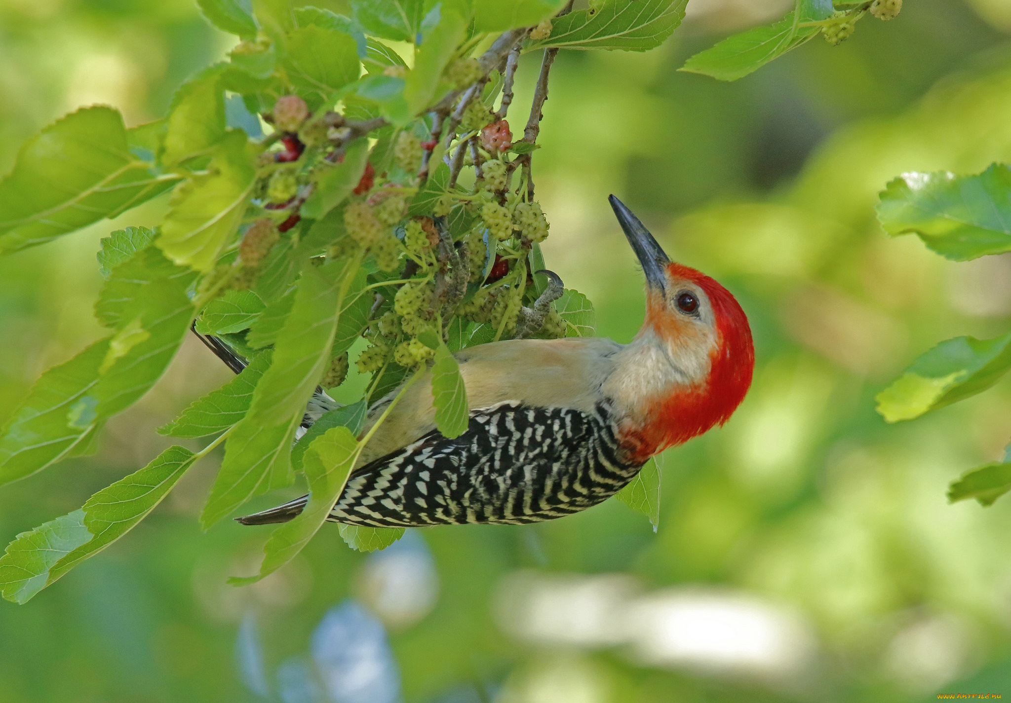 животные, дятлы, птичка