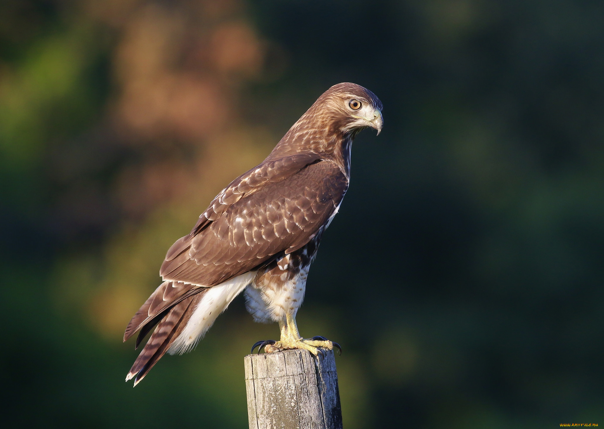 животные, птицы, -, хищники, птичка