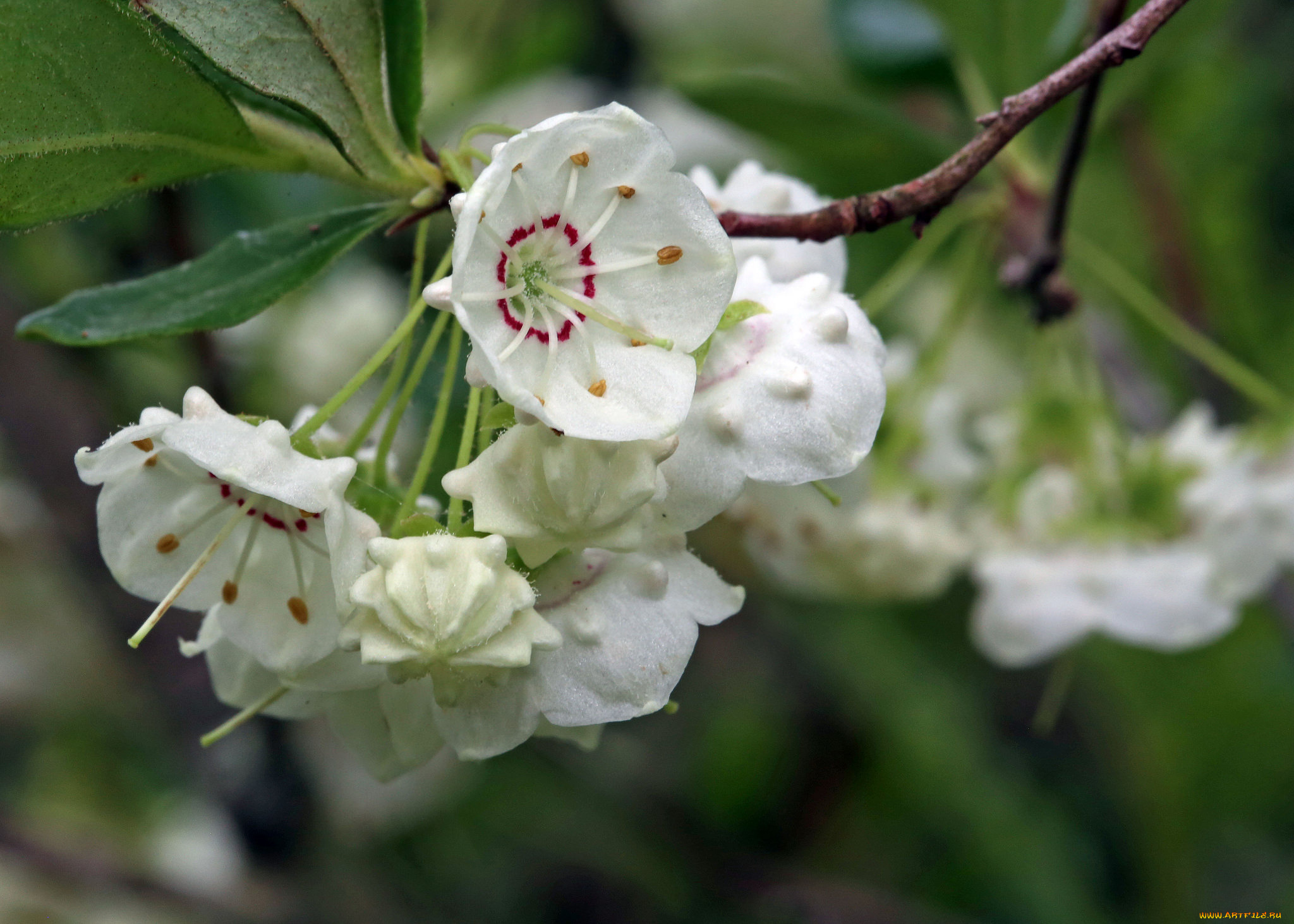 цветы, цветущие, деревья, , , кустарники, белые