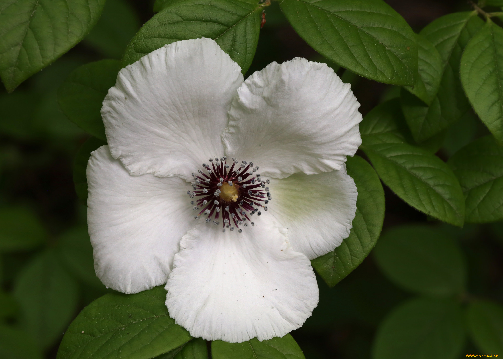 цветы, клематис, , ломонос, белый