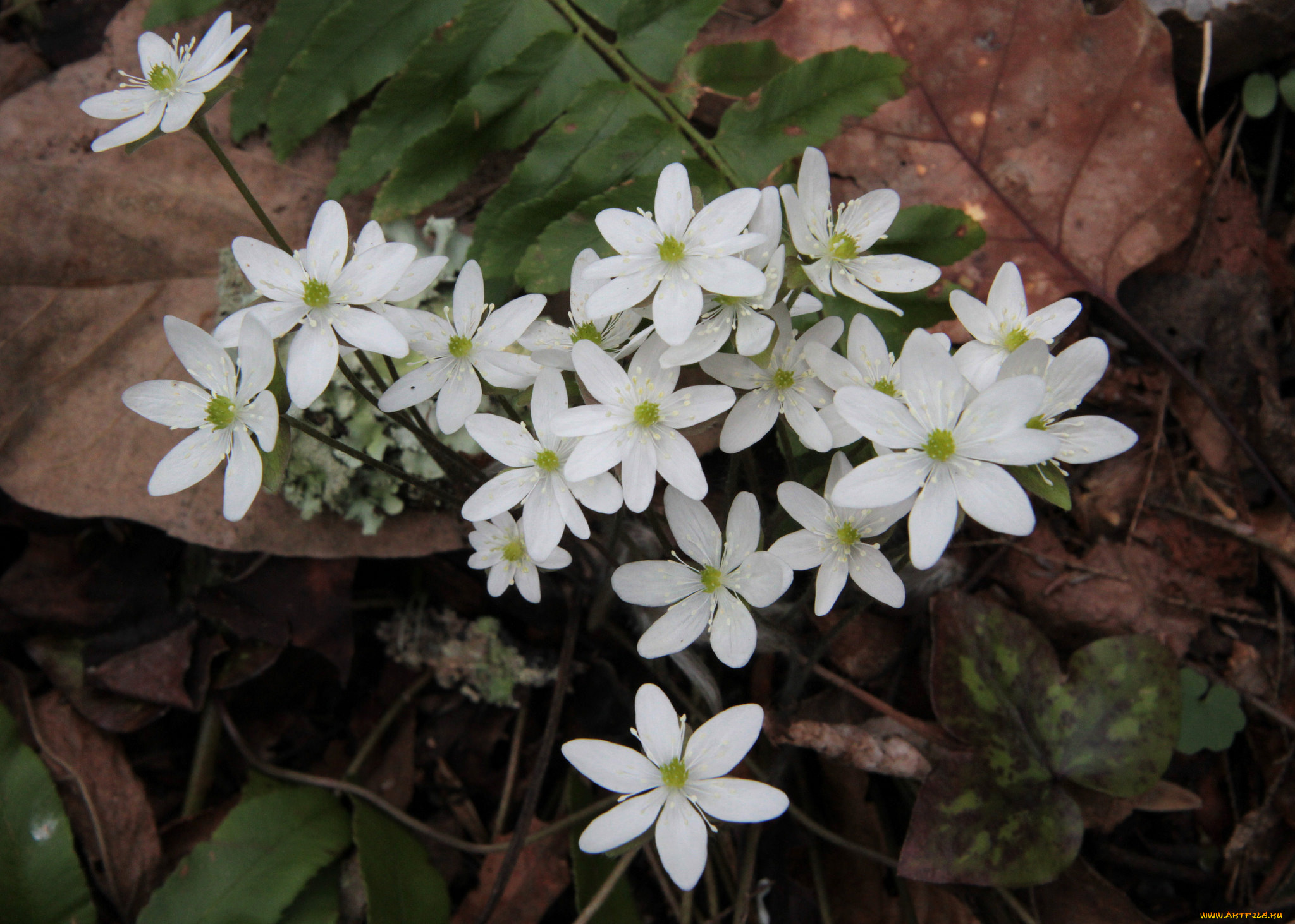 цветы, ветреницы, , печёночницы, белые