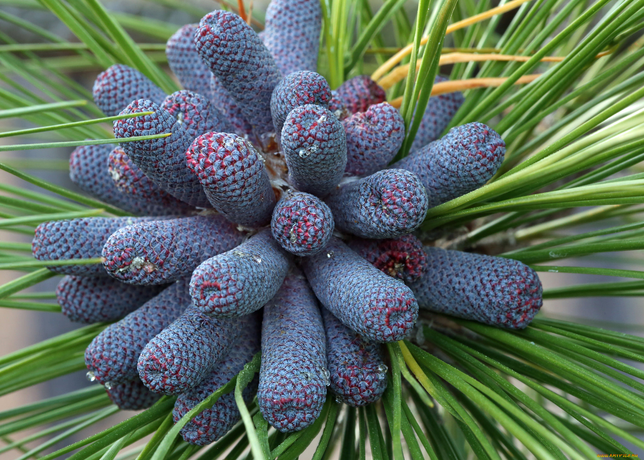 природа, шишки, , жёлуди, , каштаны