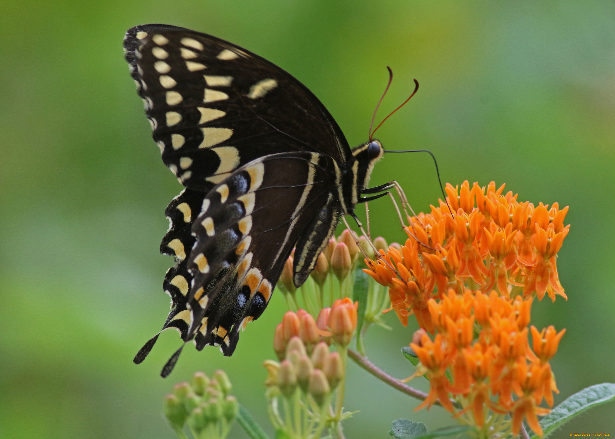 животные, бабочки, , мотыльки, , моли, бабочка