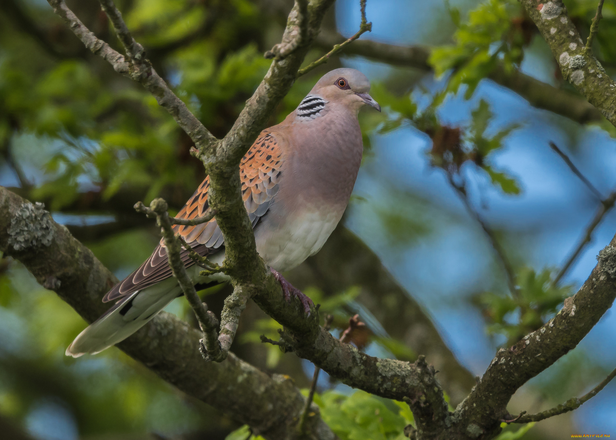 животные, голуби, птичка
