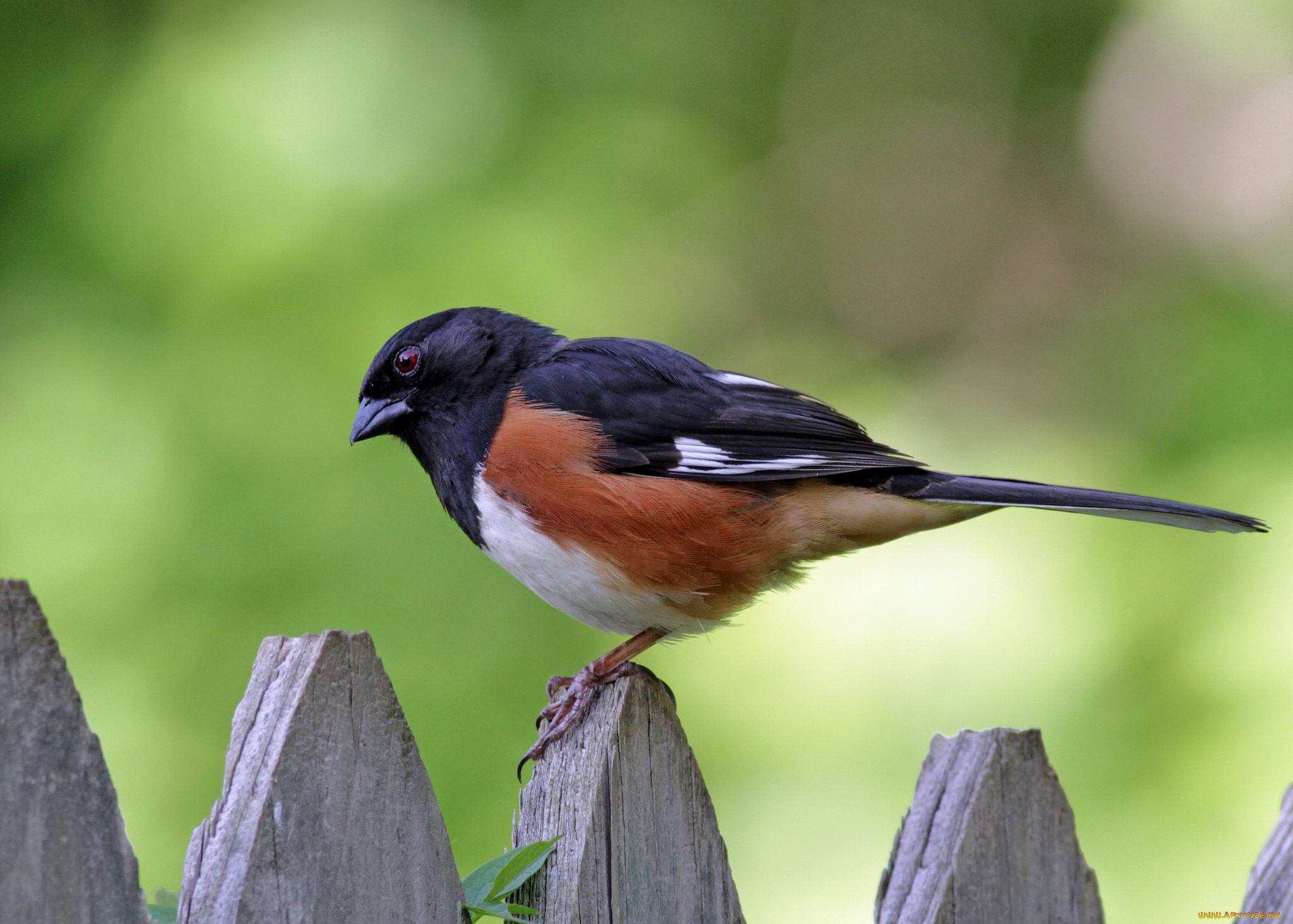 животные, птицы, птичка