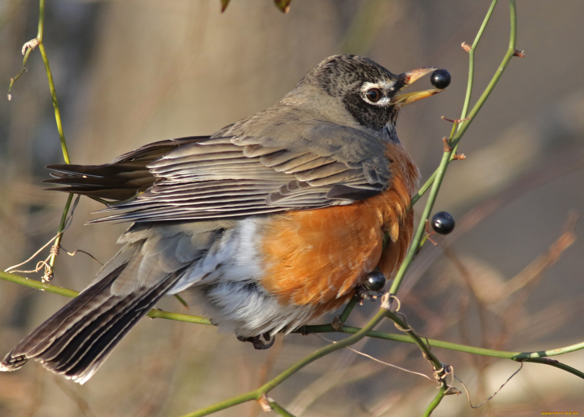 животные, птицы, птичка