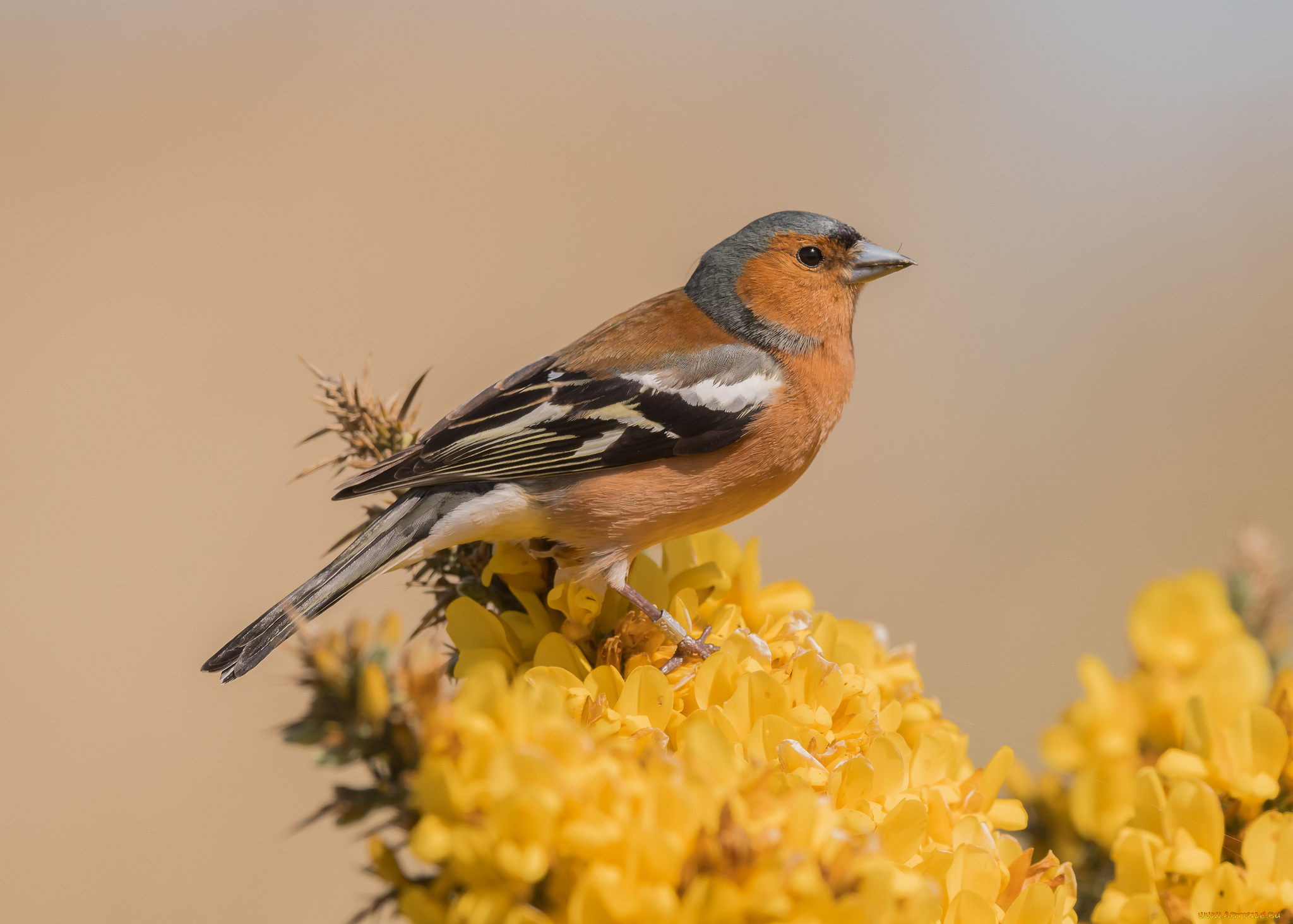 животные, щеглы, , чижи, птичка