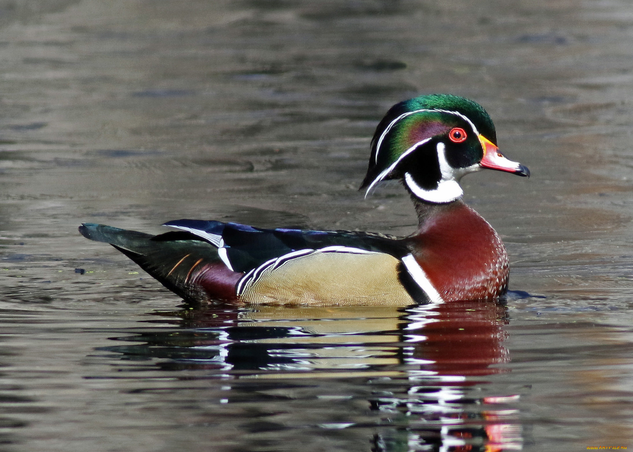 животные, утки, утка