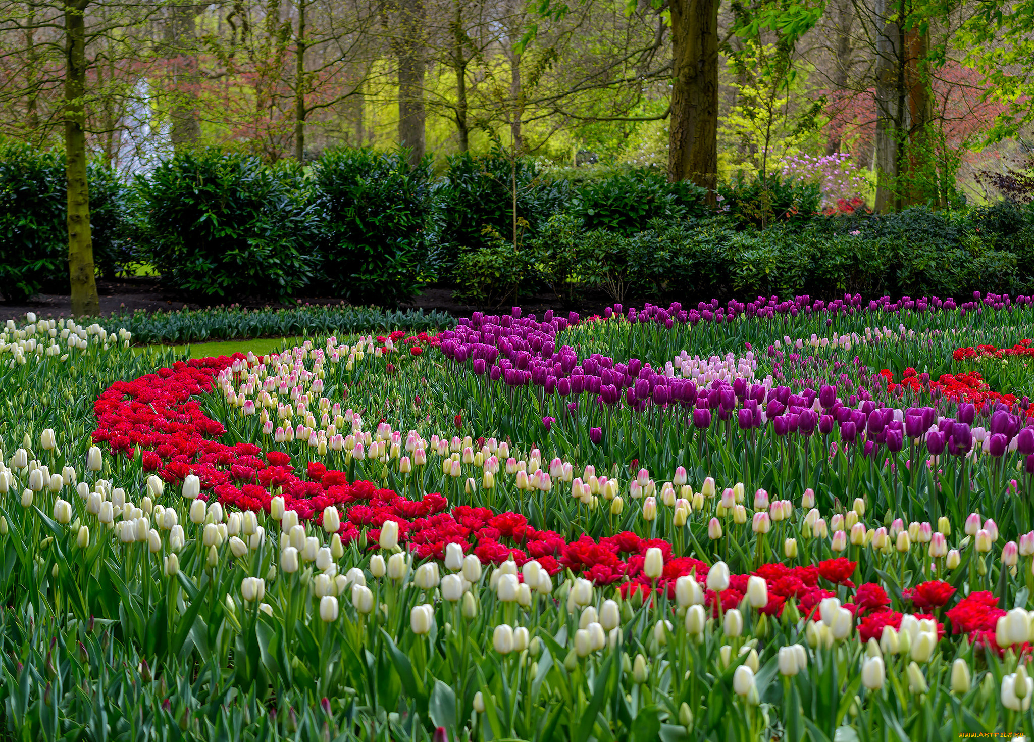 цветы, тюльпаны, много, лепестки, цветение, разноцветные