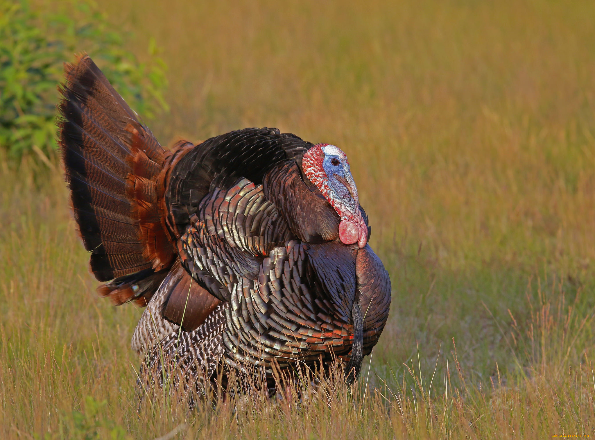 животные, индюки, птичка