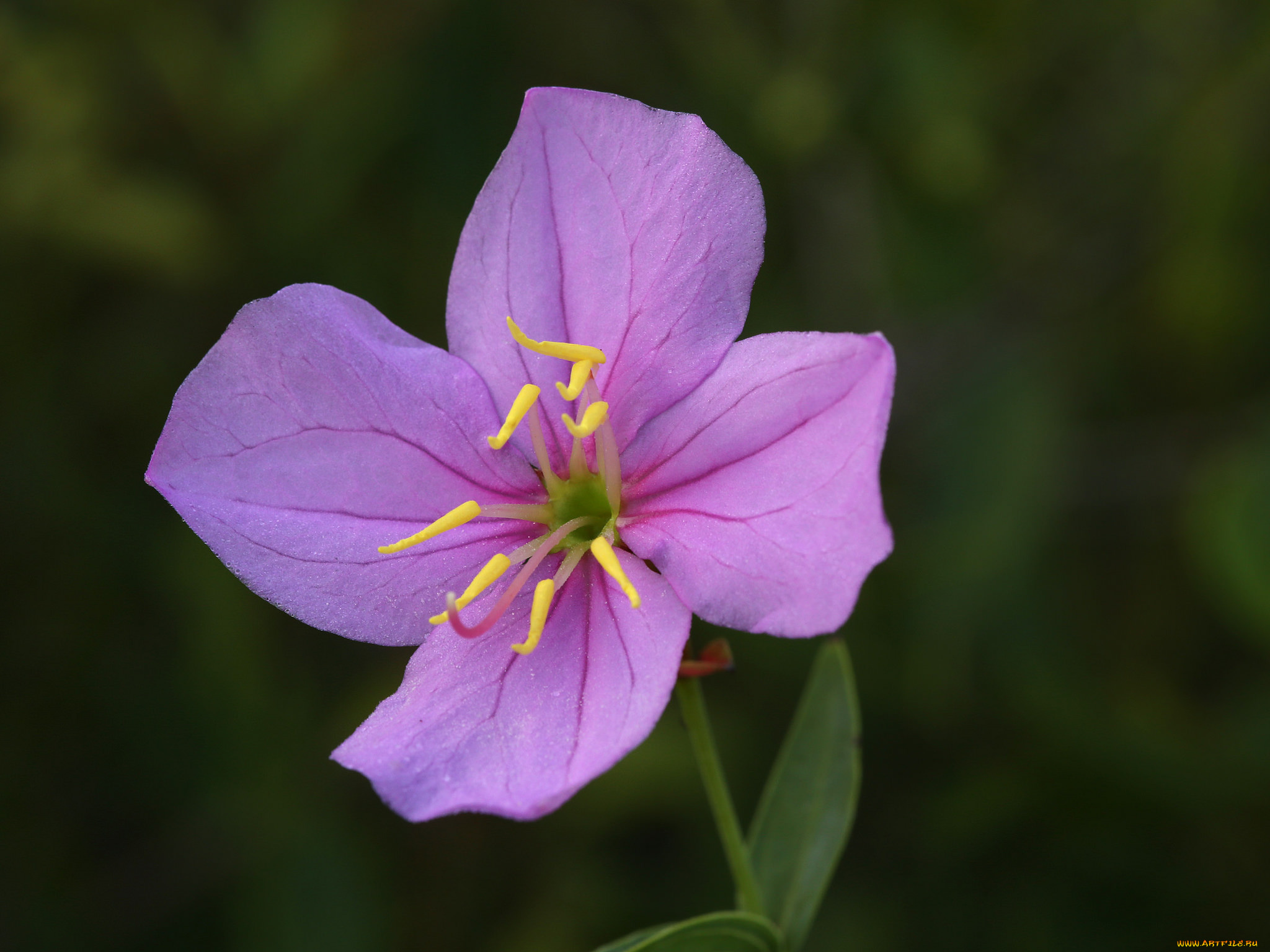 цветы, луговые, , полевые, , цветы, розовый