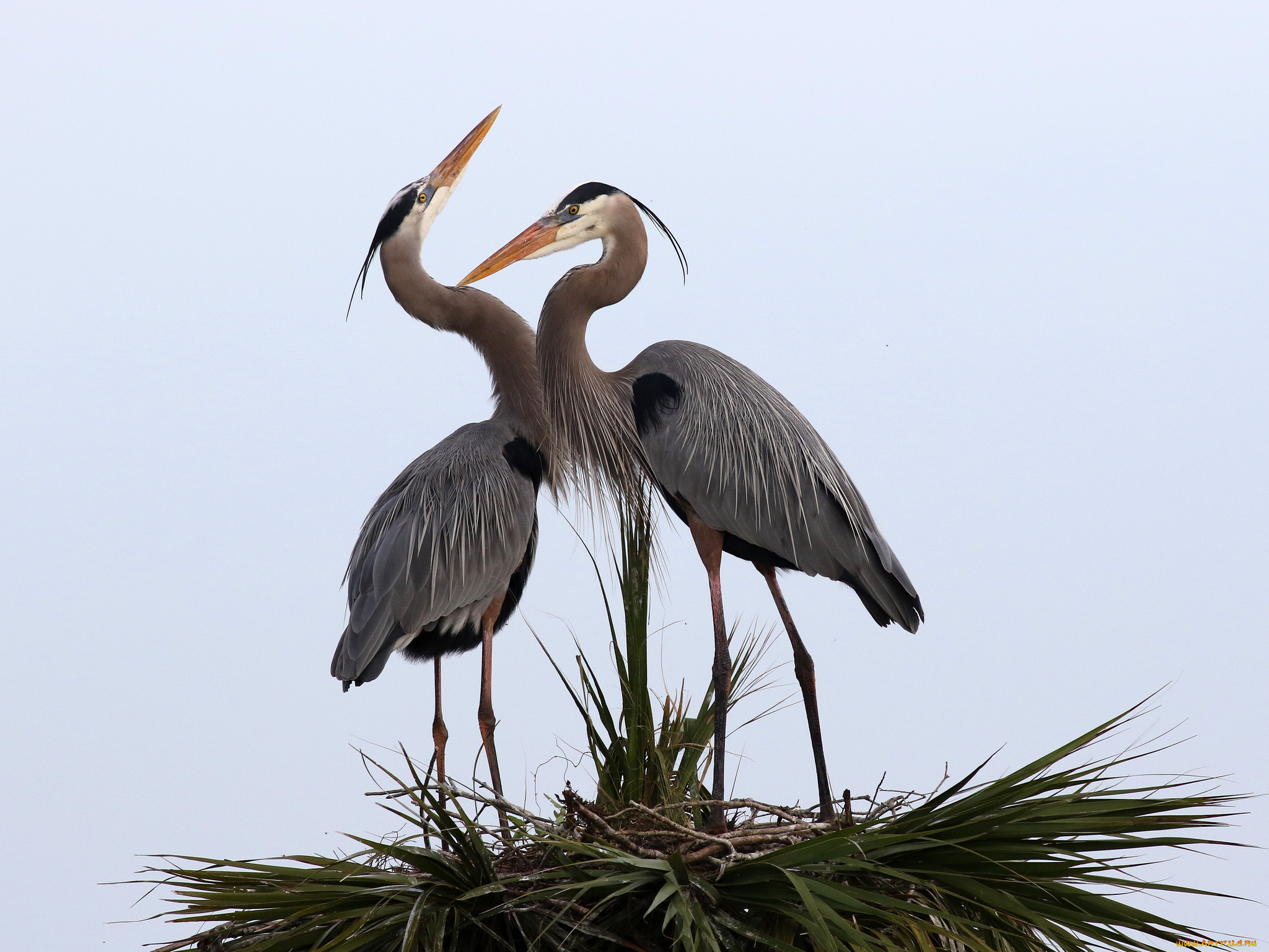 животные, цапли, , выпи