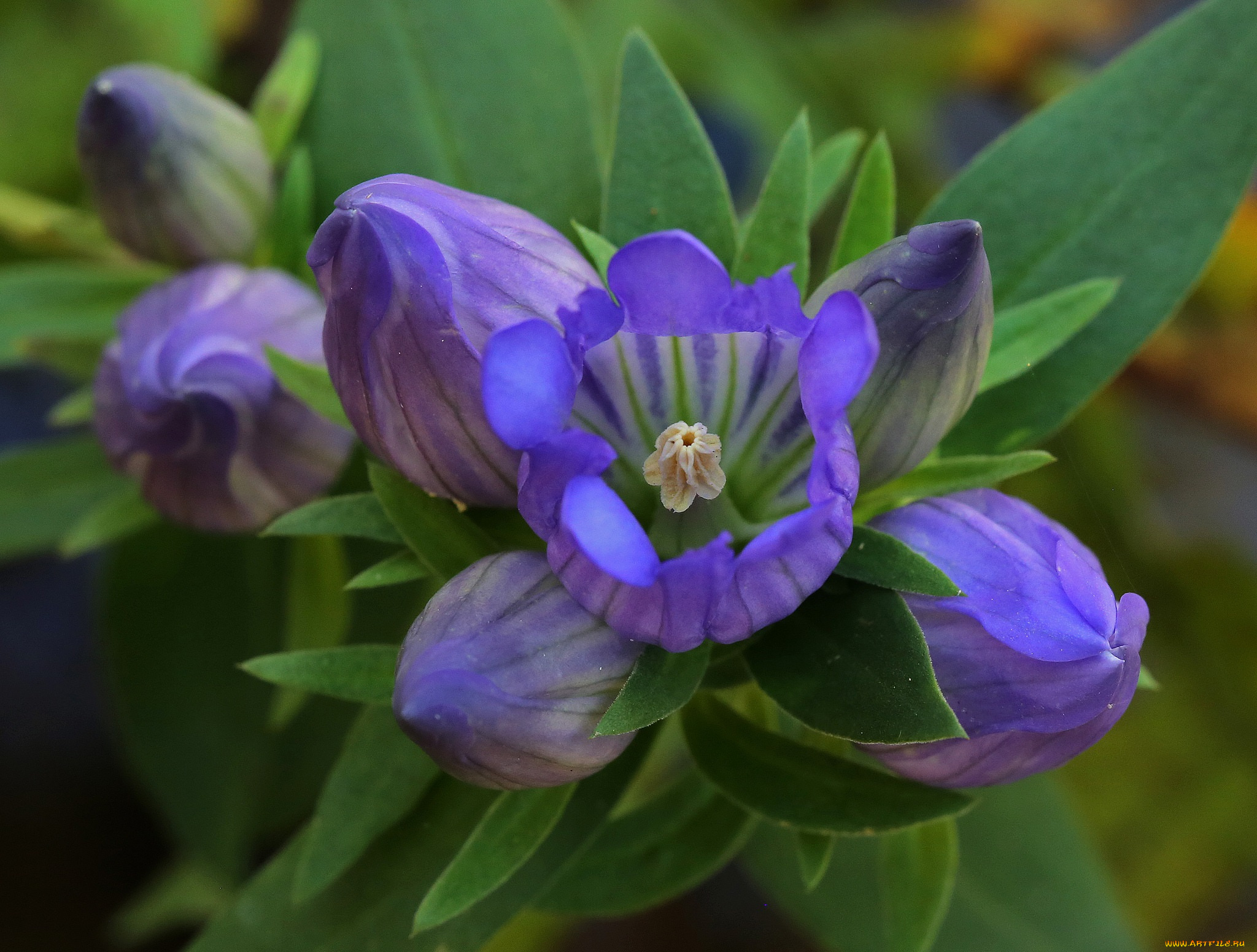 цветы, колокольчики