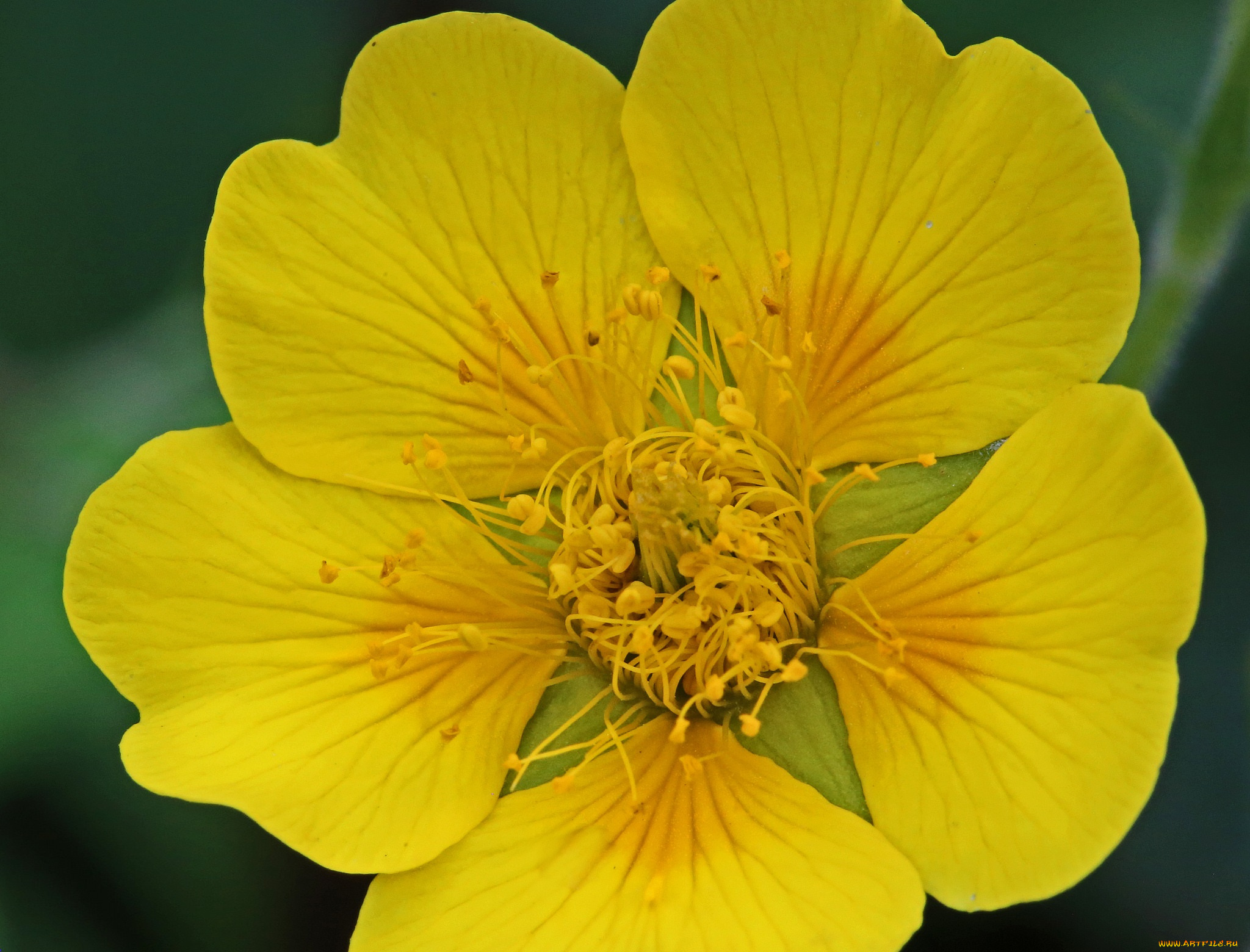 цветы, луговые, , полевые, , цветы, жёлтый