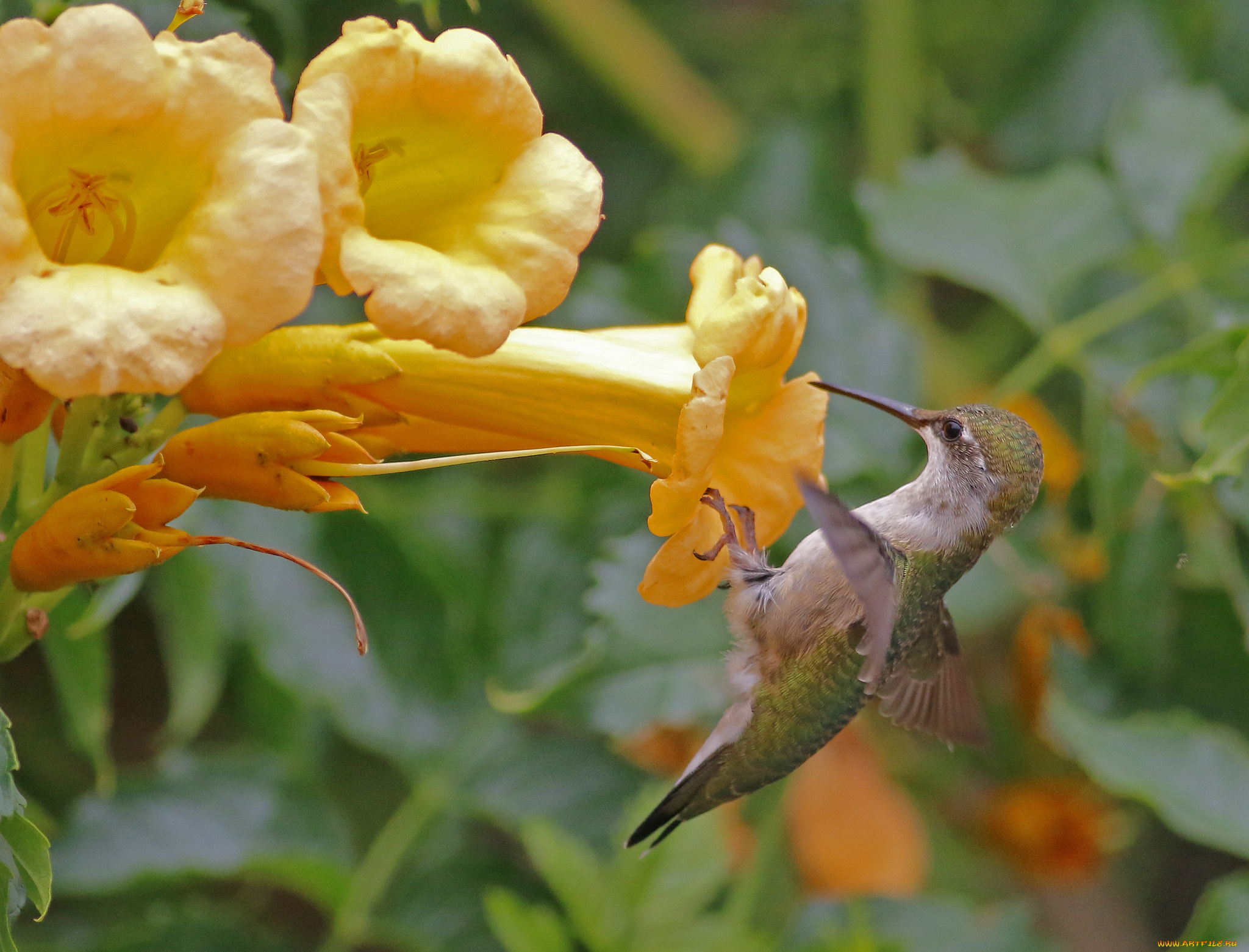 животные, колибри, птичка