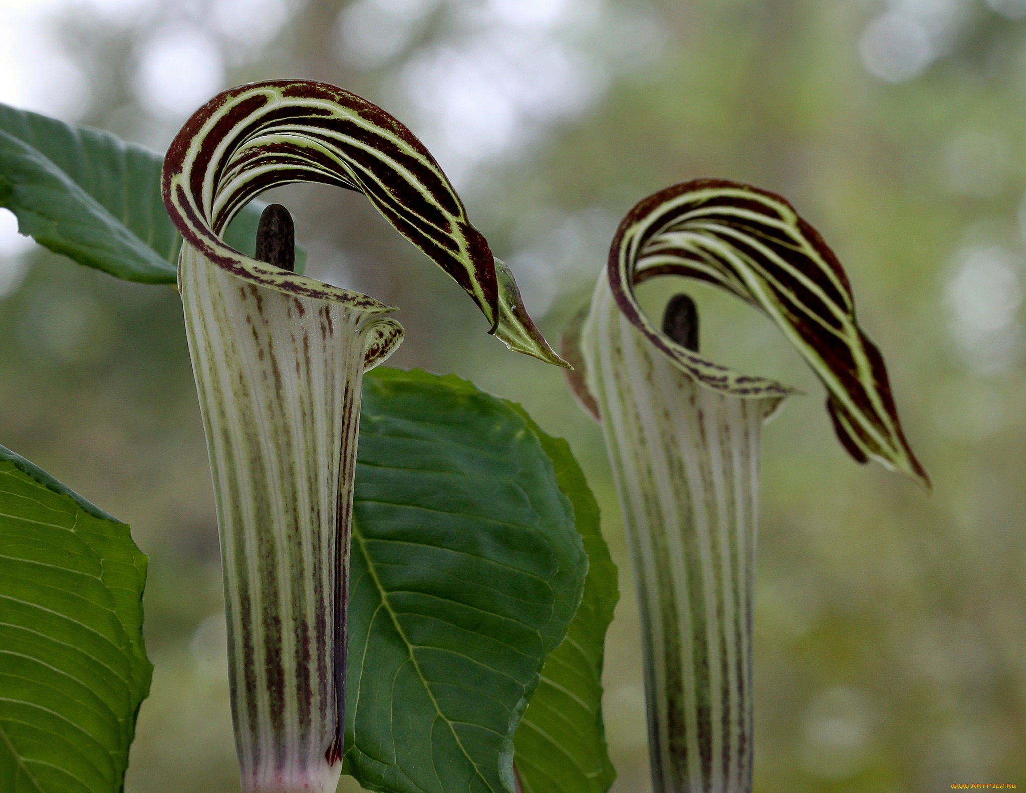 цветы, орхидеи, кувшинчики