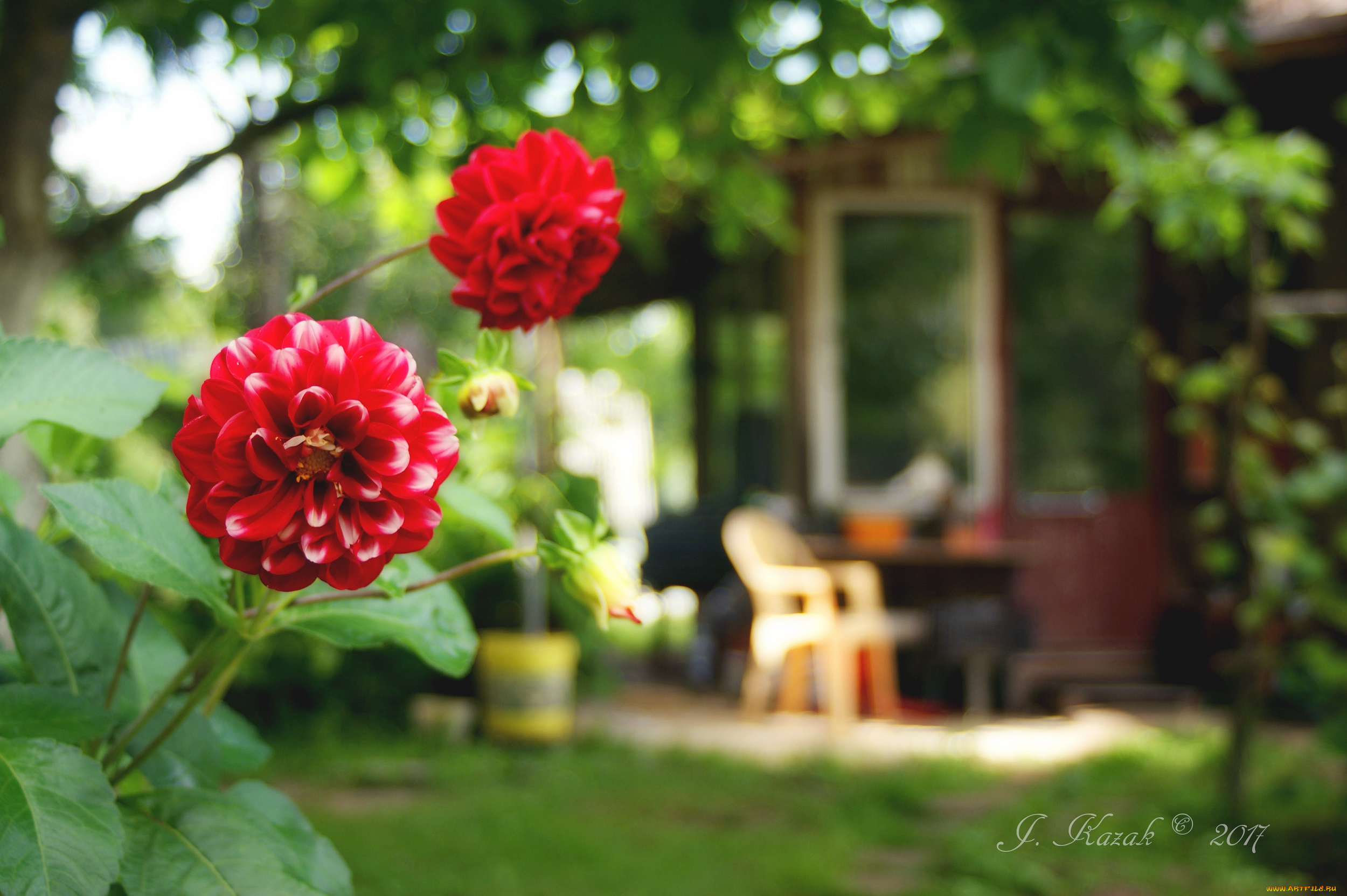 цветы, георгины, сад, дача