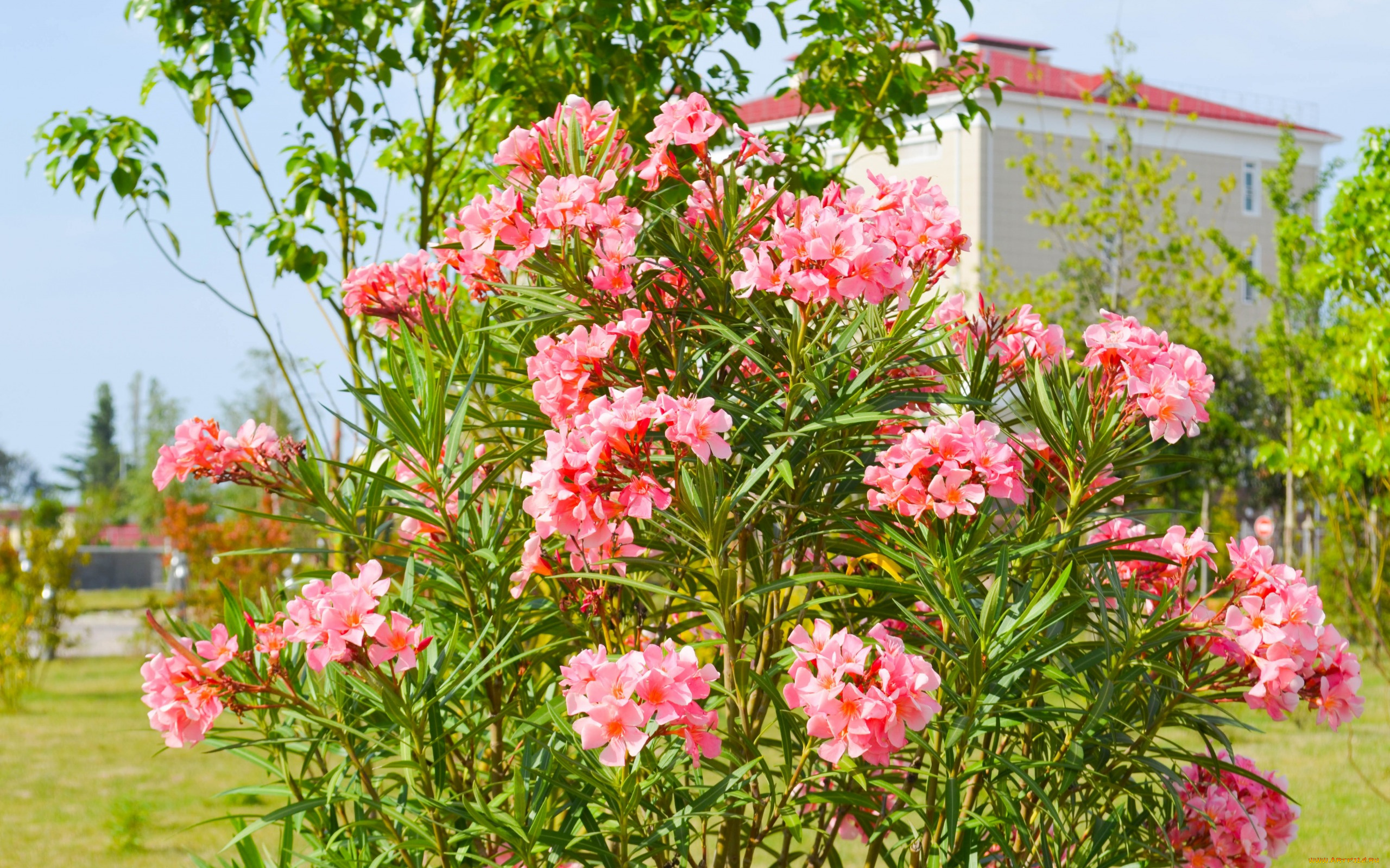 цветы, лето, олимпийский, парк, сочи, красиво, город, природа
