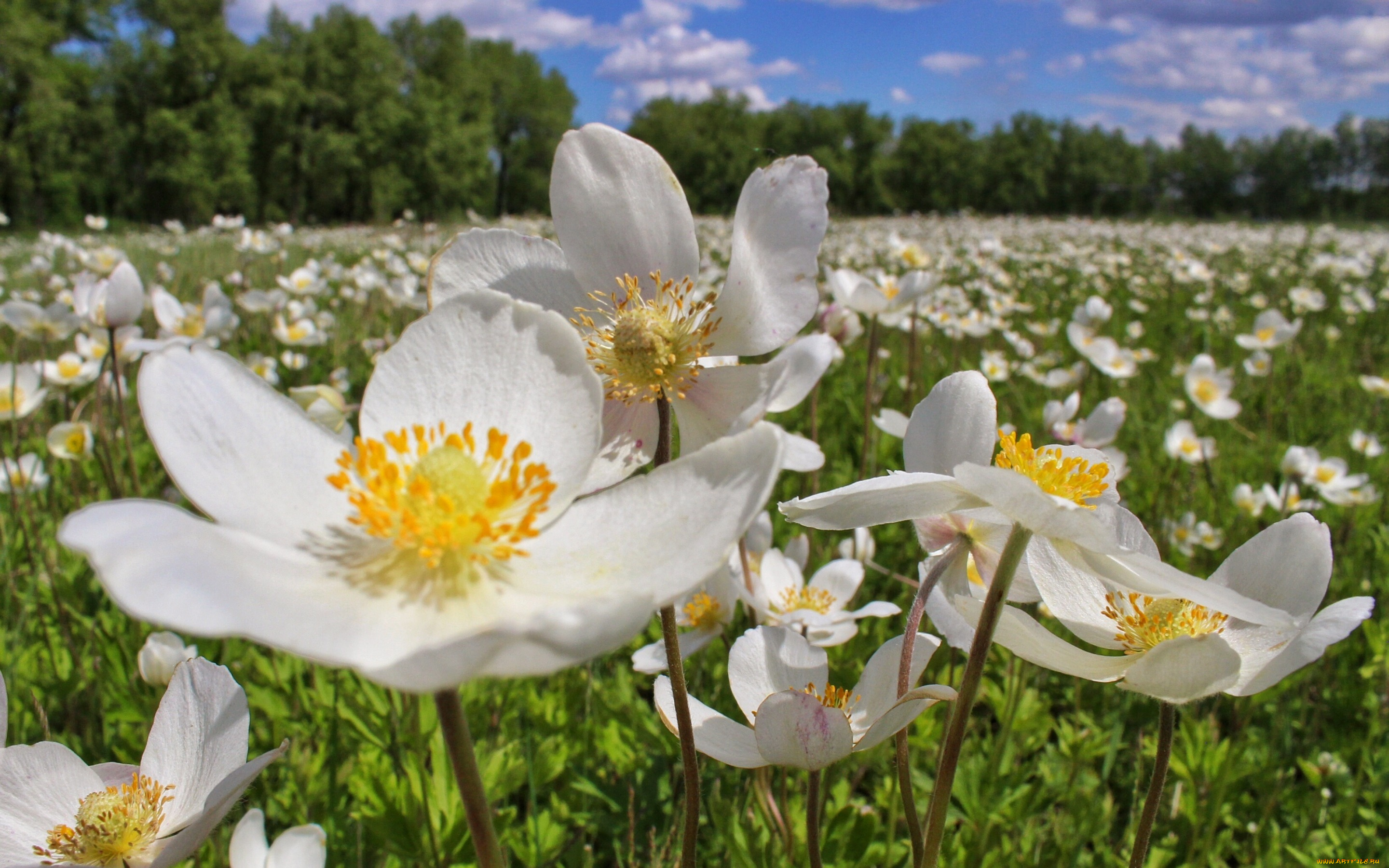 цветы, лето, белый
