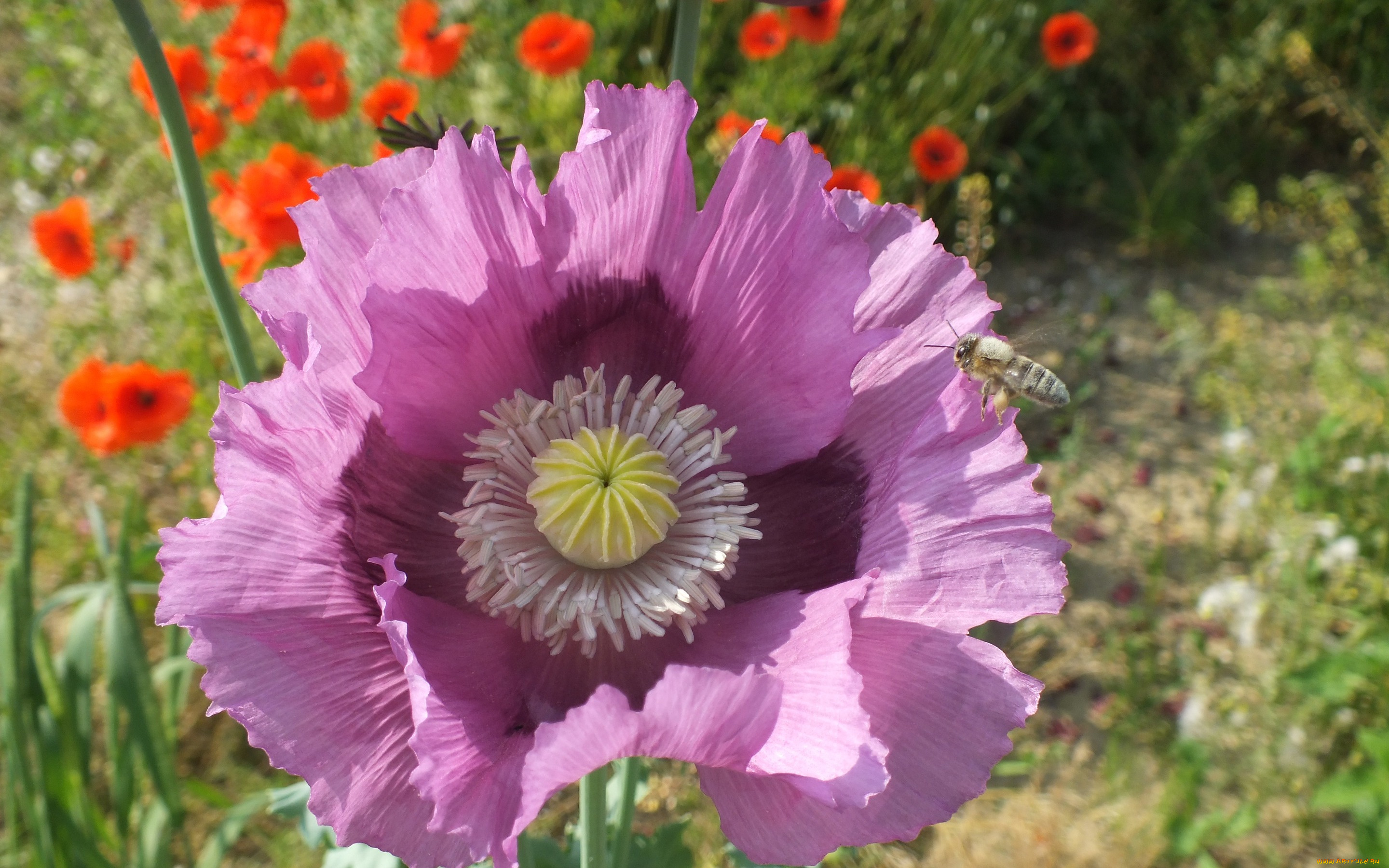 цветы, маки, лепестки, насекомое, пчела, мак