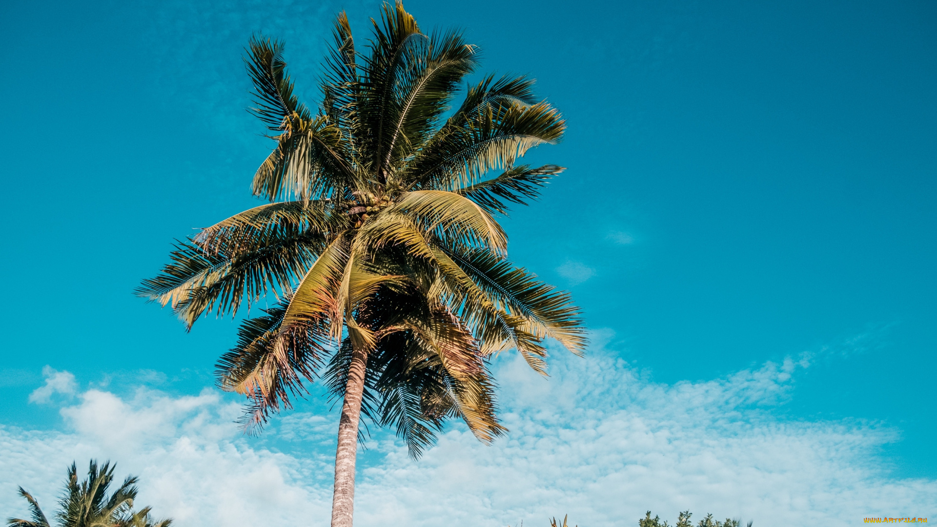 природа, деревья, пальма