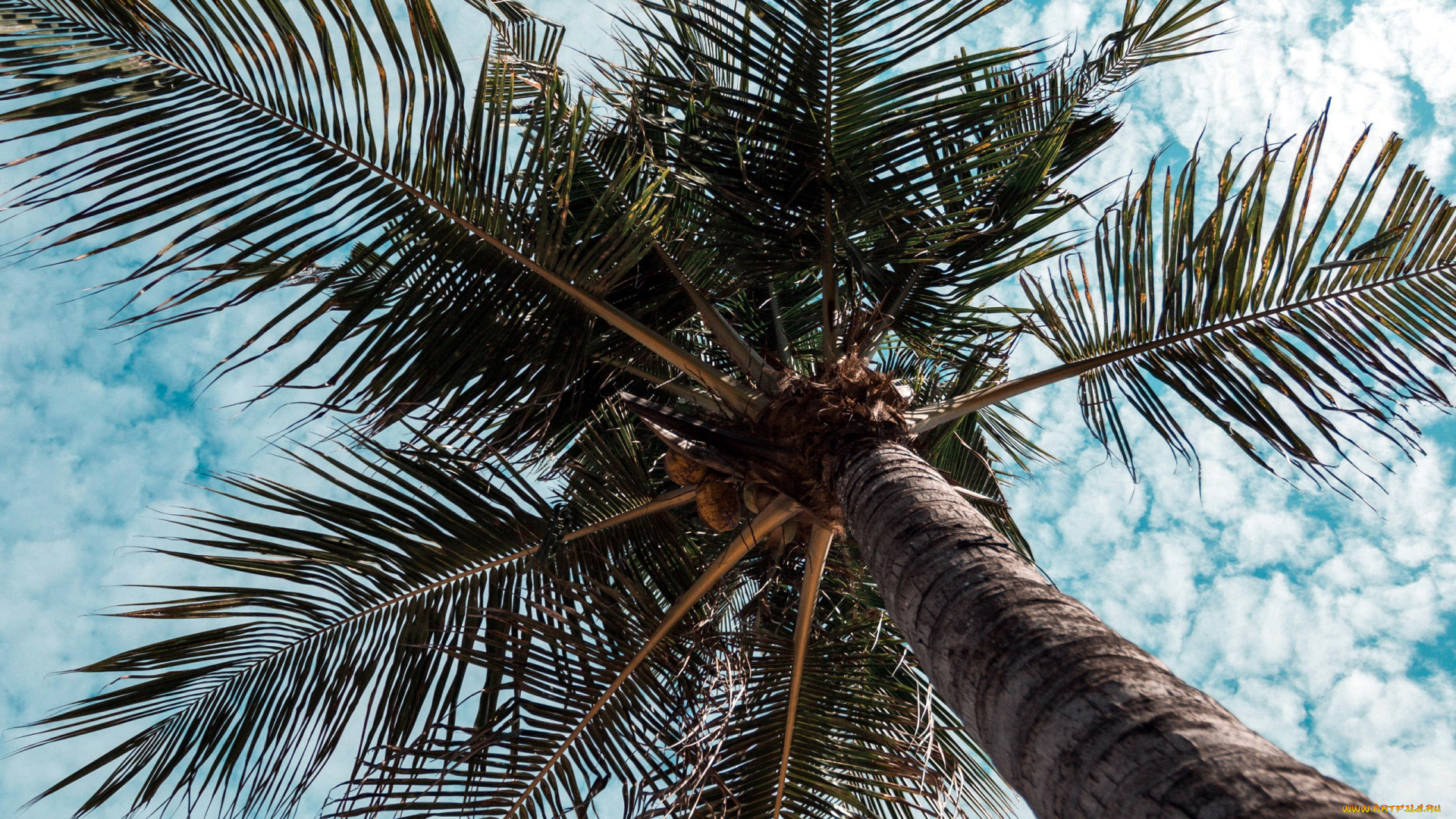 природа, деревья, пальма