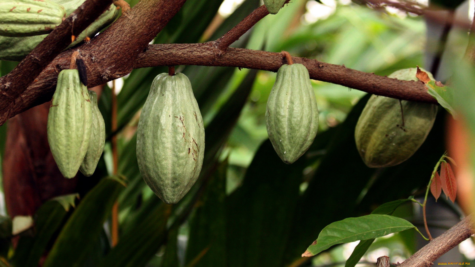 природа, плоды, chocolate, tree, seed