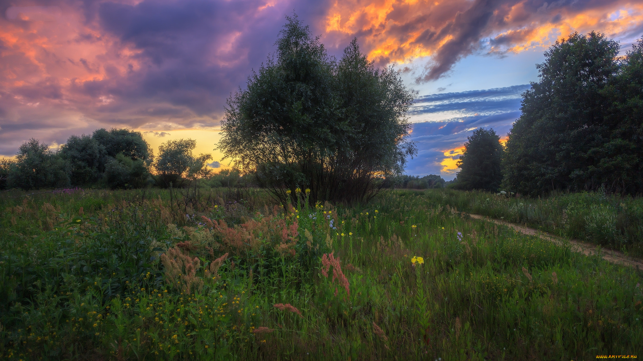 природа, луга, простор