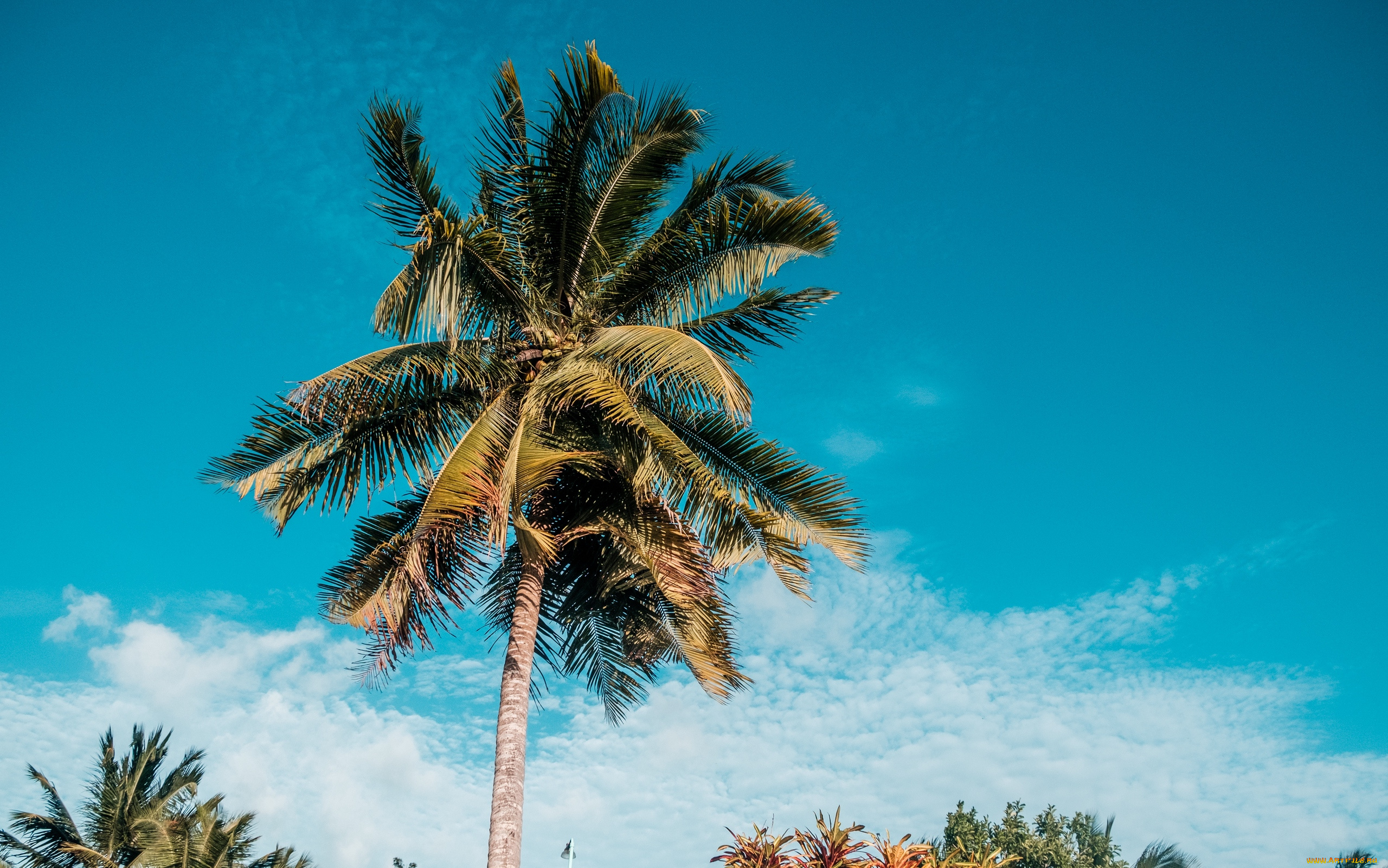 природа, деревья, пальма