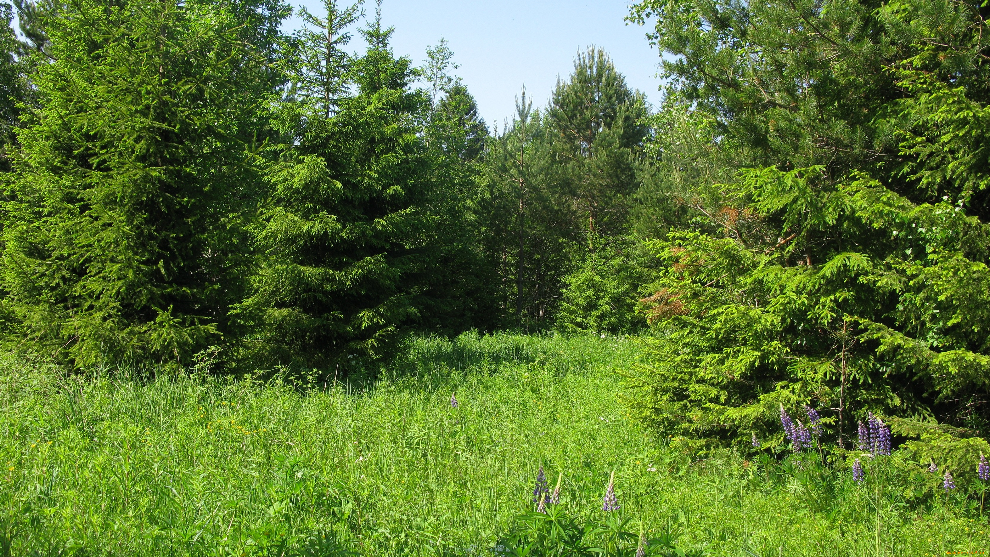 лесная, поляна, природа, пейзажи, лето, поляна, ели, лес, цветы, трава